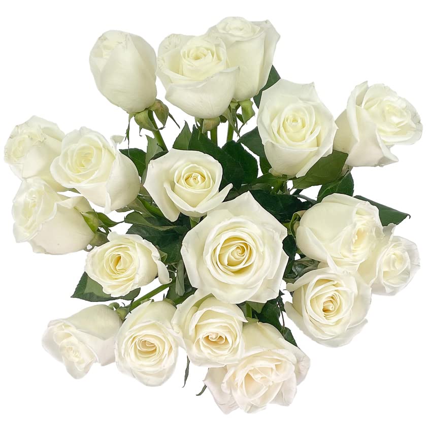 18 White Roses with Vase | Arabella Bouquets | Real Fresh Flowers for Delivery, Gift for Birthday Women, Congratulations, Anniversary, Thank You, Valentine's Day