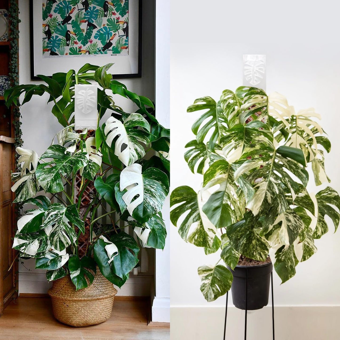 4 Psc 9 Inch D Shaped Moss Pole with Watering Dripper, Plastic Moss Poles for Climbing Plants, Sturdy Monstera Plant Support, Self Watering Moss Pole Kit for Plants Indoor(White)