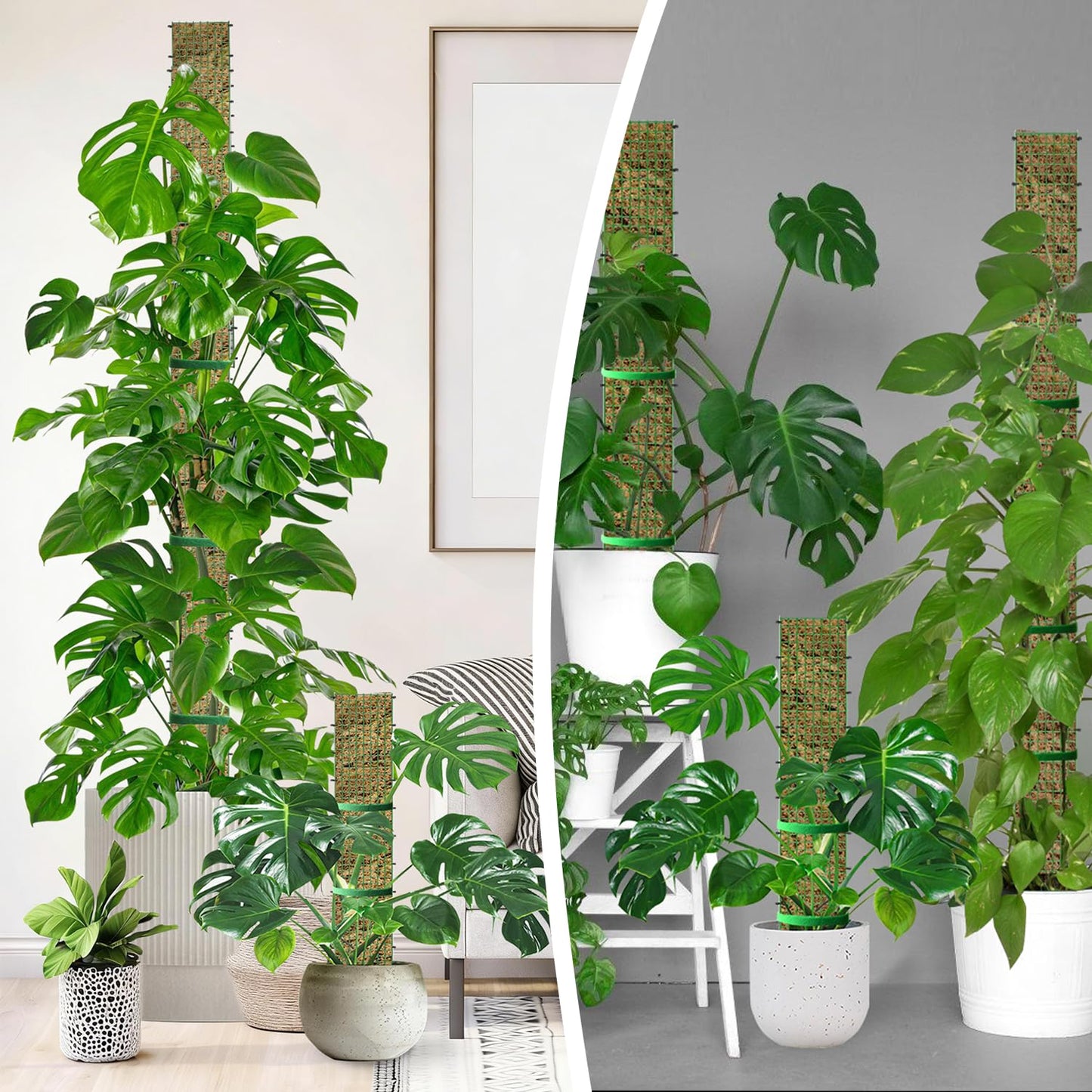 60"/40"/24" Metal Moss Pole, D Shape Sphagnum Moss Pole, Moss Poles for Climbing Plants, Monstera, Indoor Climbing Plants (3 Each of 60" 40" 24")