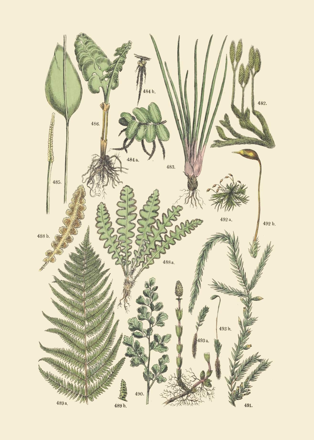 Vintage Botanical Prints | Woodland Plants by Ink Inc. | Wildflower Mushrooms Fern Trees Berries Wall Art | Set of 9 5"x7" Unframed