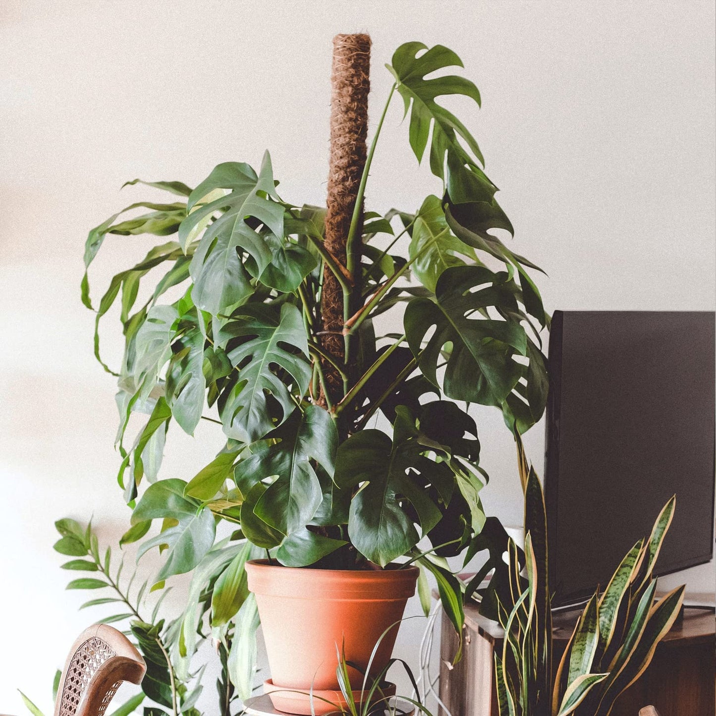 JJGoo Moss Pole for Plants Monstera,【8 Pack】 17 inch Plant Support Pole, Extendable Coir Totem Pole for Potted Plants Pothos, Train Indoor Climbing Plants to Grow Upwards