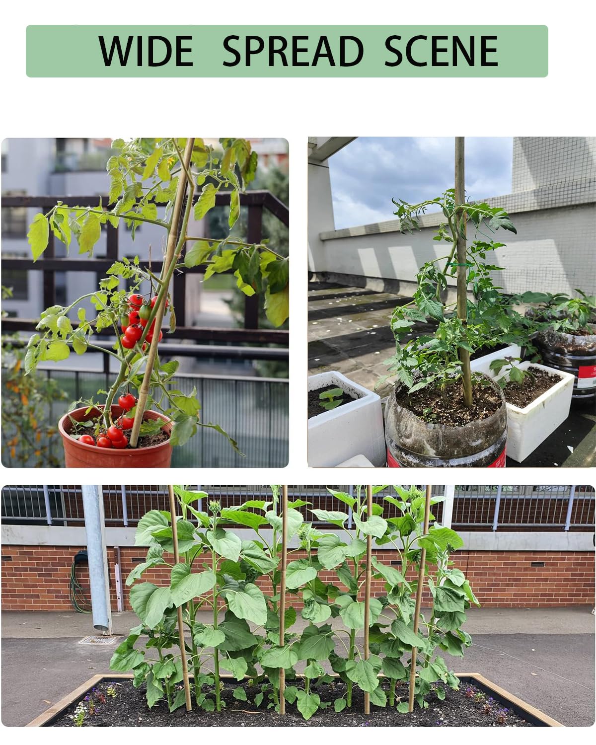 5 Ft Bamboo Stakes with 100 Twist Ties Natural Bamboo Garden Stakes for Tomatoes Cucumber Grapes Pole Beans Trees Potted Dahlia Flowers and Climbing Plants - Pack of 20 (58in, Approx 5FT)