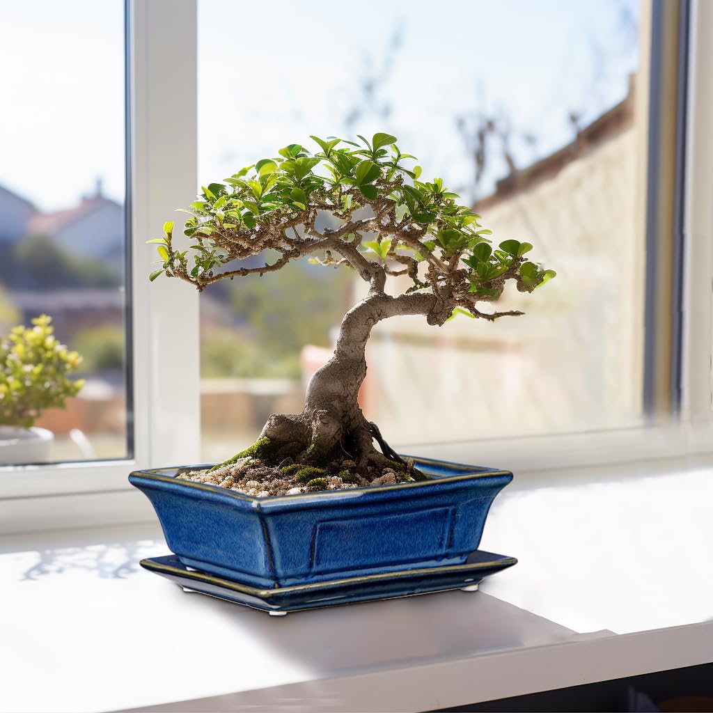 Villa Como Bonsai Pots Small Shallow Succulent Planters for Live Bonsai Trees Set of 2, 7.5" Ceramic Pot for Succulents Indoor with Drainage Hole and Saucer, Outdoor Cactus Plant Bonsai Pot