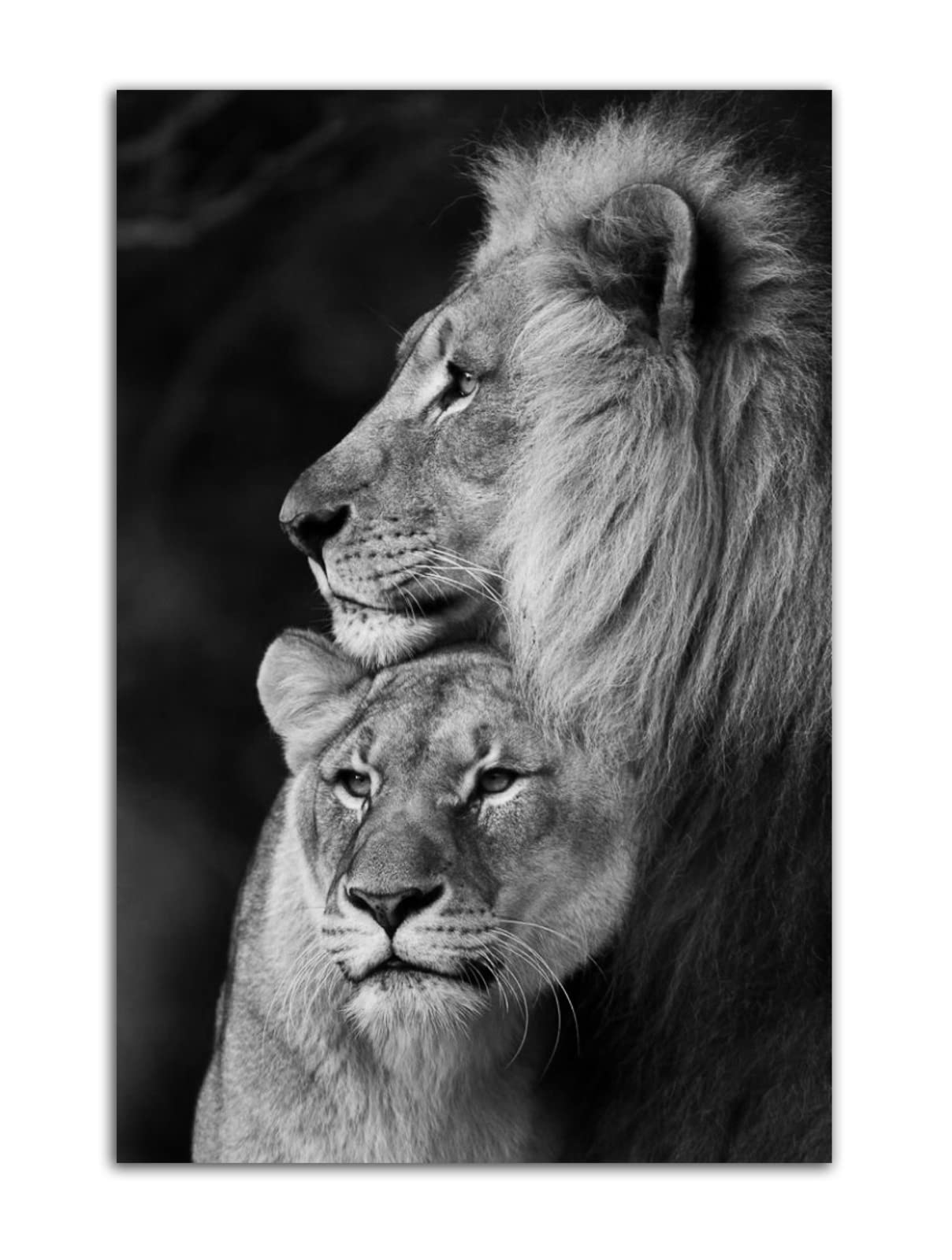 RAOMAAE Lion and Lioness Hug Poster Black and White Animal Lion Wall Art Picture Print Canvas Painting Modern Home Living Room Decor Poster (40x60cm-No Frame)