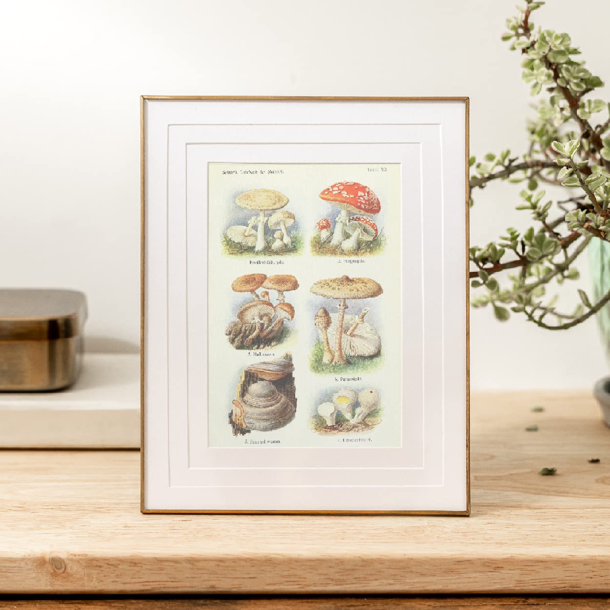 Ink Inc. Botanical Prints Wall Art Woodland Plants - Fern Wildflower Mushroom - Set of 9 5x7- Unframed