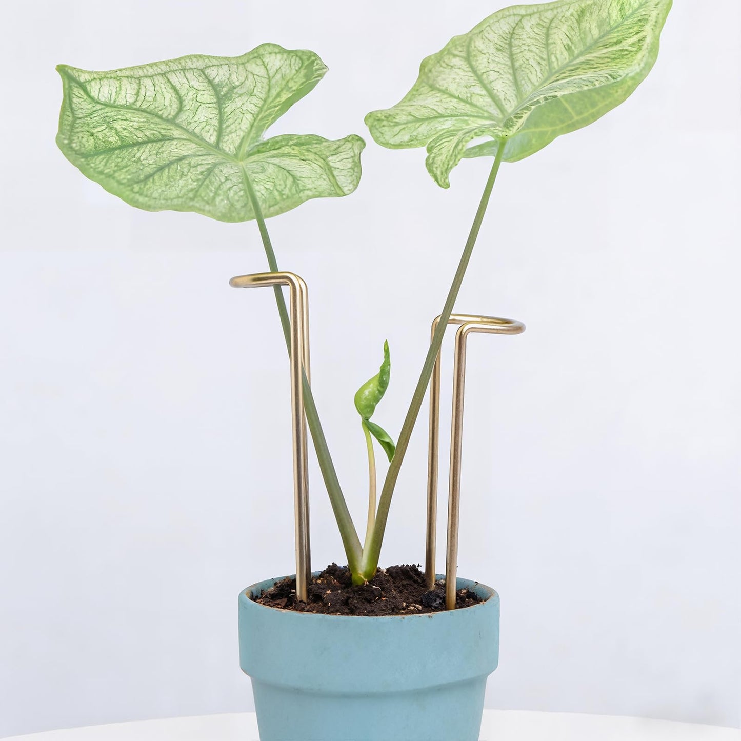 GOOOXIM 8.7 Inch Indoor Plant Trellis -10 Pack Small Gold Plant Supports for Outdoor Plants, Monstera Trellis Stakes & Stem Holders, Durable Iron Garden Flower Support for Young Plant Growth