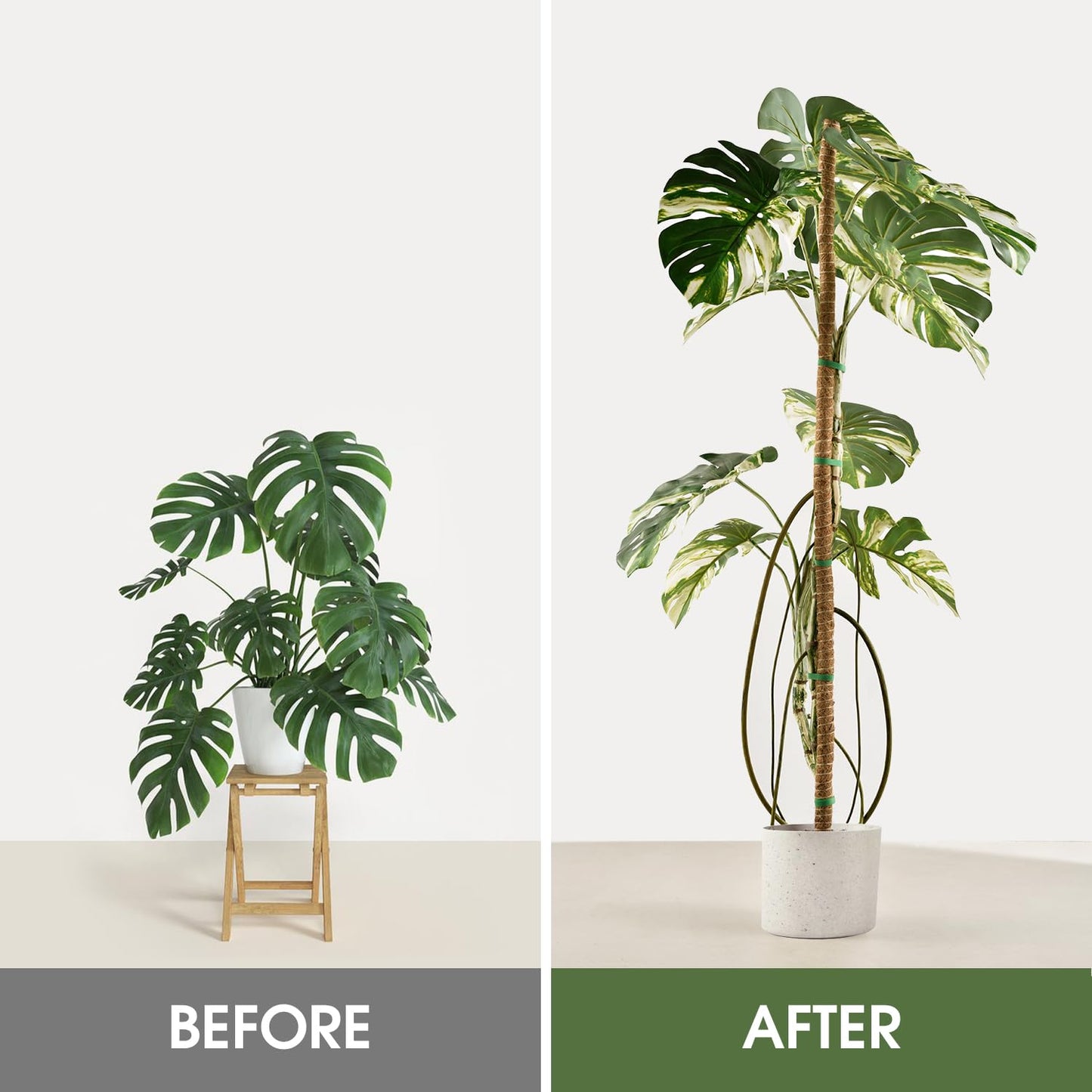3 Pack Moss Pole 63 Inch Monstera Plant Support Moss Poles Bendable for Climbing Plants Longer Coco Coir Sticks Support Stakes Tall for Indoor Creeper DIY Shape Plants Grow Upwards