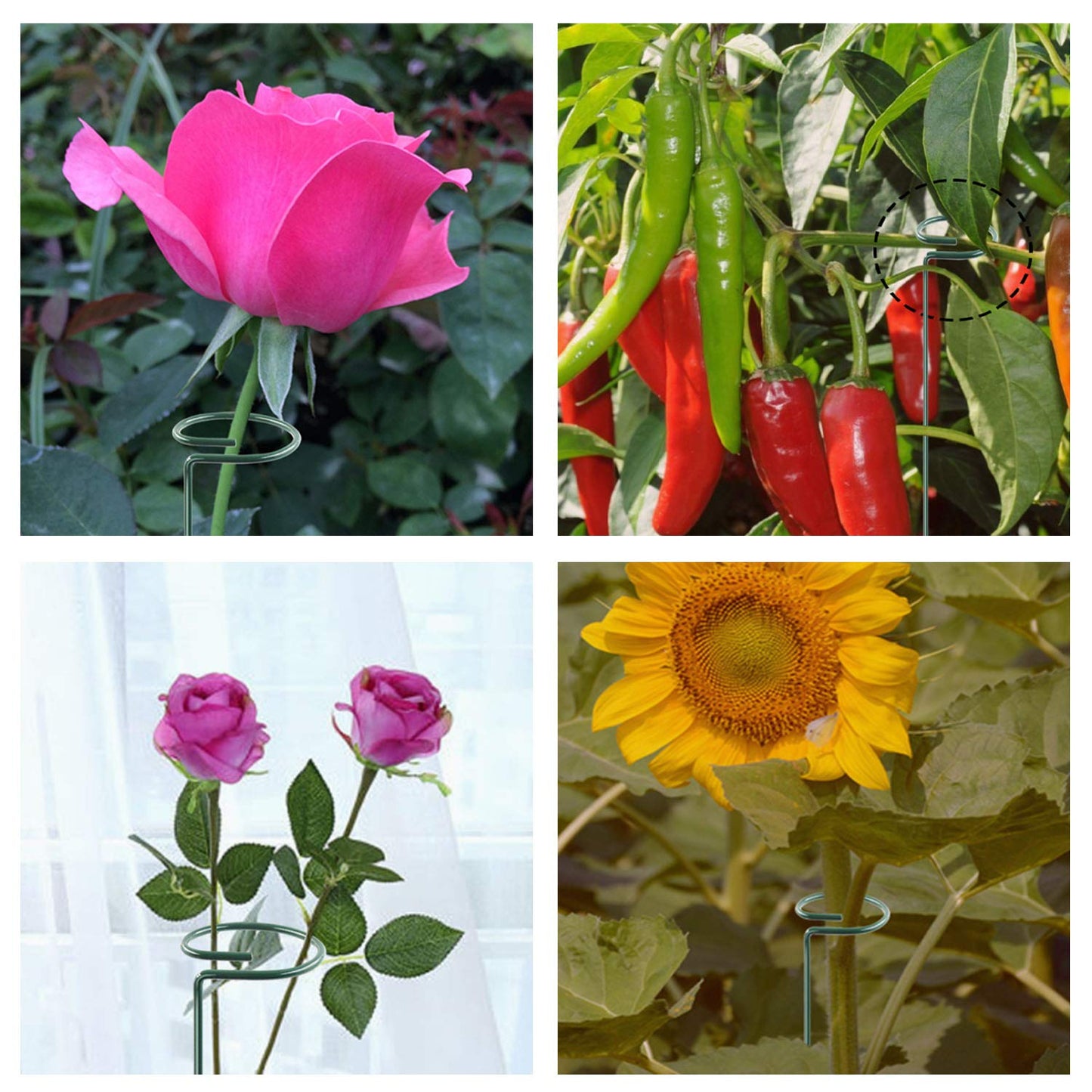 HiGift 10 Pack 36 Inch Plant Support Stake for Tall Plant, Garden Single Stem Flower Support Stake Indoor Plant Cage Support Ring for Peony, Orchid, Lily, Rose