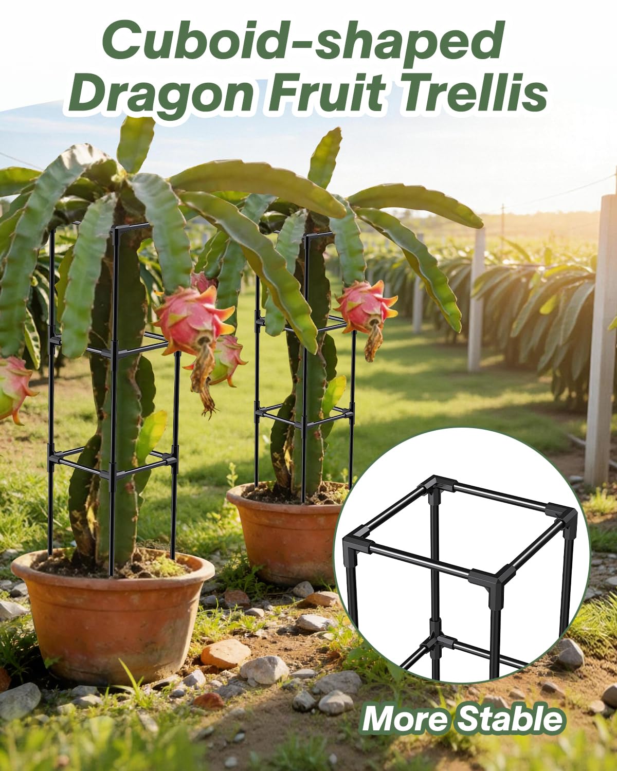 Dragon Fruit Trellis for Climbing Plants Indoor Outdoor, Heavy Duty Metal Adjustable Vertical Garden Support for Indoor Outdoor Potted Plants, Tomato, Cactus, Roses,Vines(10 * 10 * 47inch,1PC)