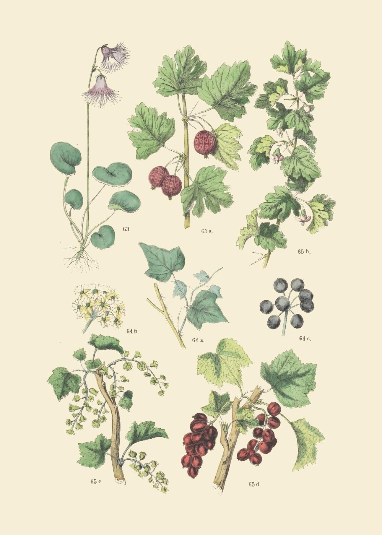 Vintage Botanical Prints | Woodland Plants by Ink Inc. | Wildflower Mushrooms Fern Trees Berries Wall Art | Set of 9 5"x7" Unframed