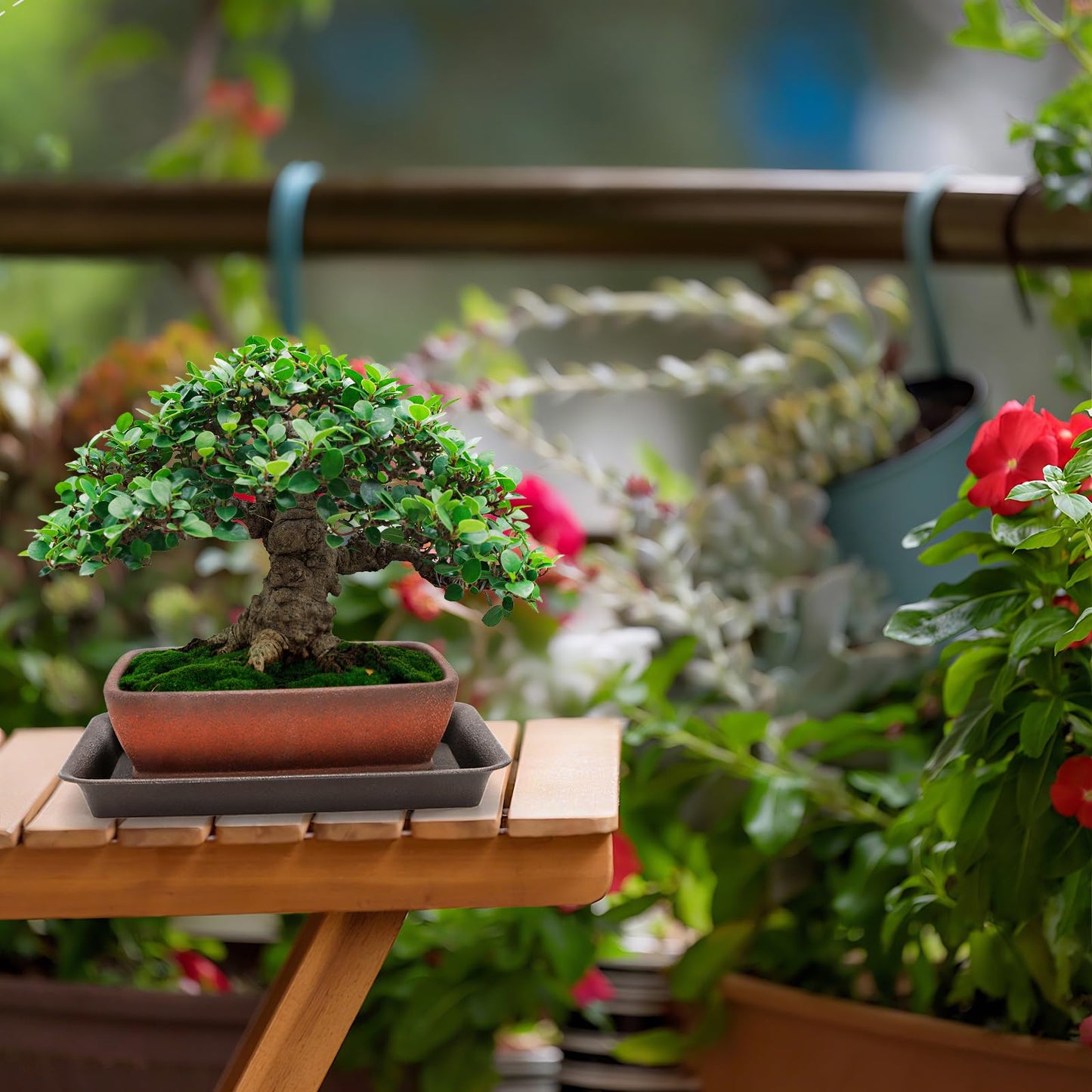 ELFULLY 2 Pack Ceramic Bonsai Pots with Drainage Tray, 6" and 7" Unglazed Rectangle Bonsai Tree Planters, Bonsai Training Pots, Succulent Cactus Planter with Drainage Hole for Outdoor Indoor, Brown