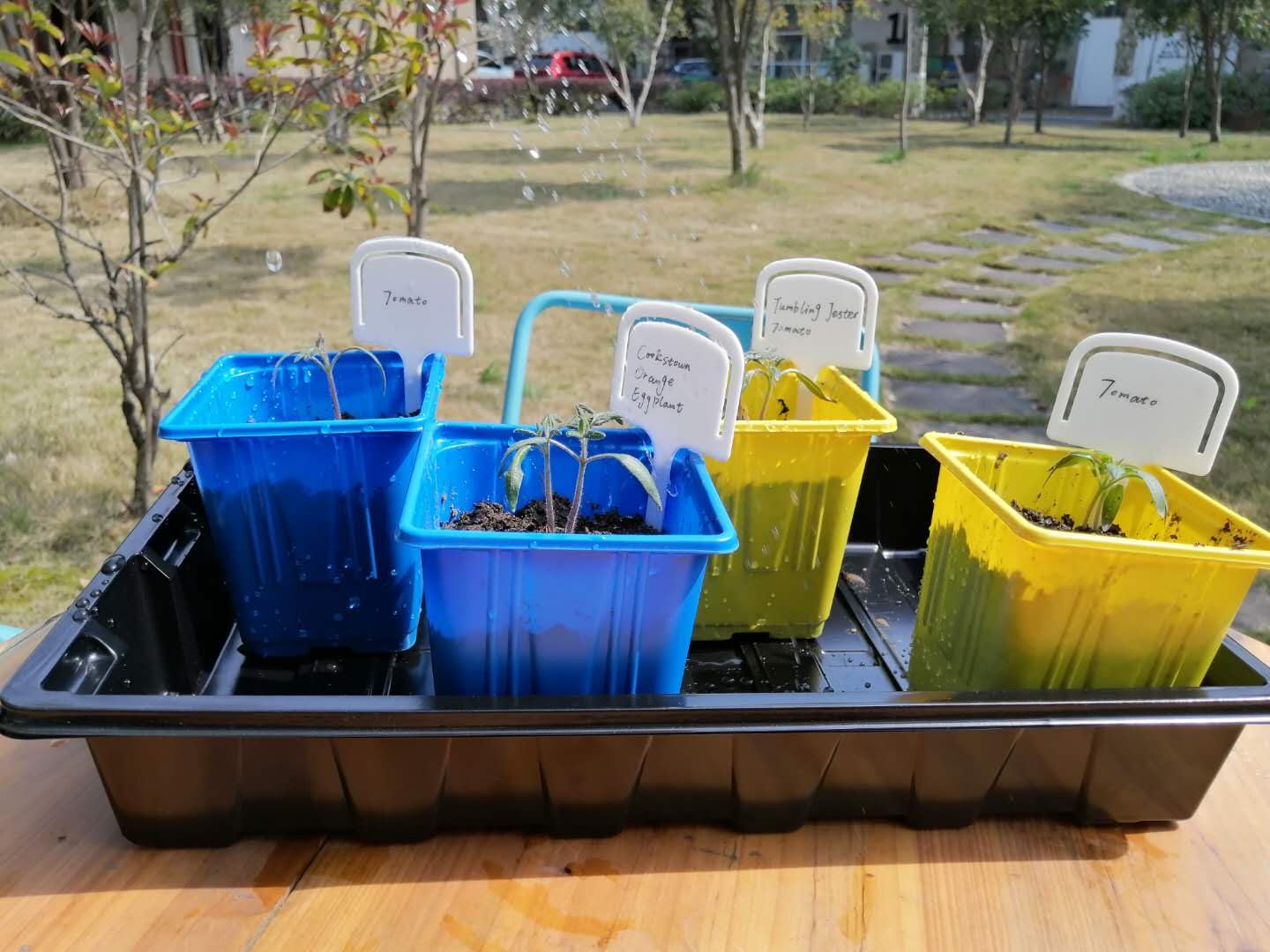 Gardzen 10 Pack Seed Trays, Reusable Plant Grow Trays, Ideal for Seed Starting, Microgreens, Indoor Gardening, and Greenhouse Nurseries - No Drain Holes, 14.5"x9"