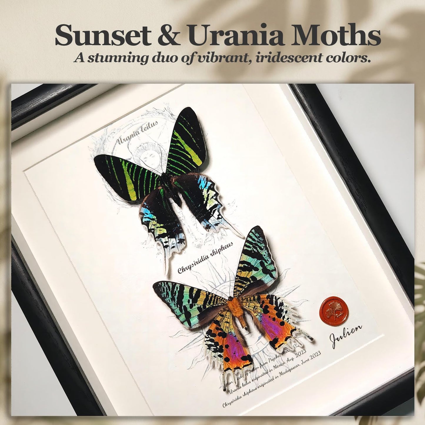 ArsVenciik Real Framed Moth Specimen Duo - Preserved Sunset & Urania Taxidermy - Metallic Rainbow Shadow Box Wall Art - Handmade Insect Decor & Gift for Butterfly/Moth Lovers