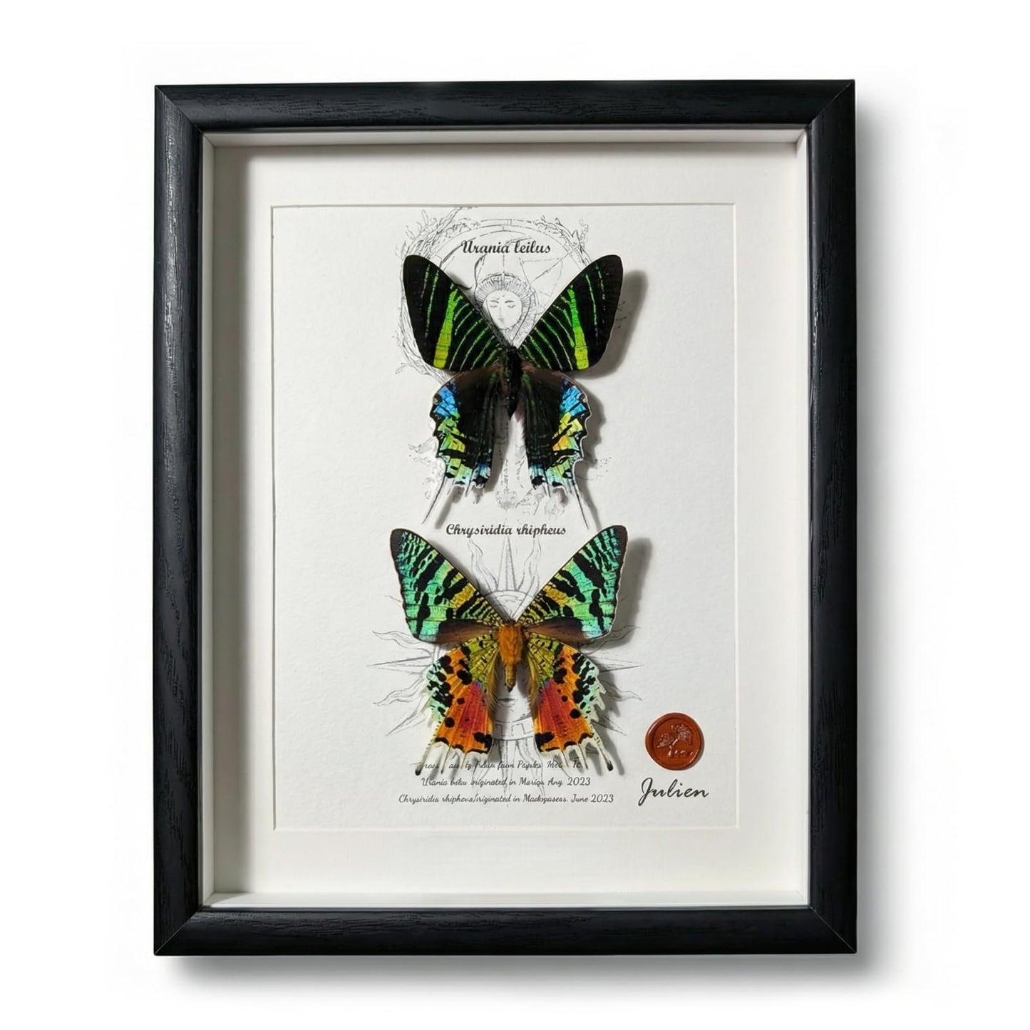 ArsVenciik Real Framed Moth Specimen Duo - Preserved Sunset & Urania Taxidermy - Metallic Rainbow Shadow Box Wall Art - Handmade Insect Decor & Gift for Butterfly/Moth Lovers