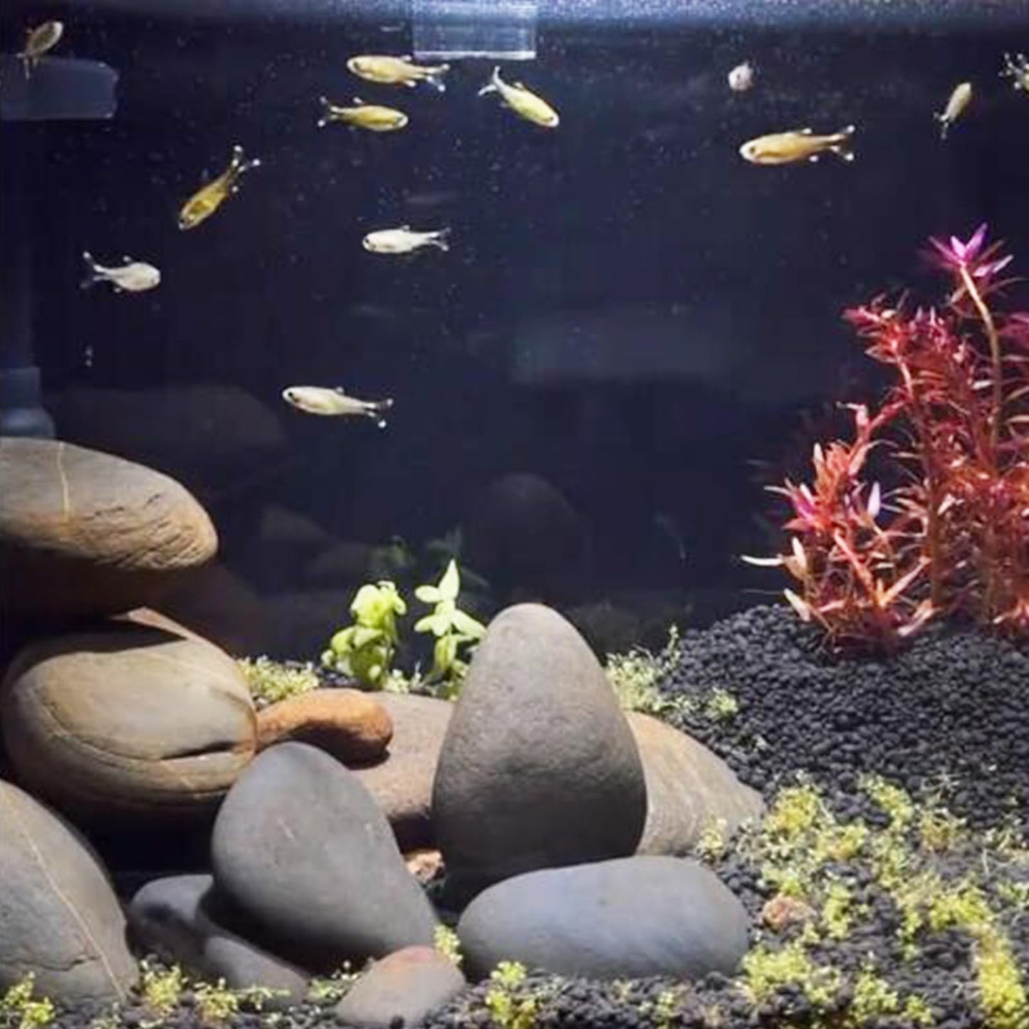FANTIAN 20 lbs Natural River Rocks Mexican Beach Pebbles, 2-3 Inch Decorative River Rocks for Landscaping Garden Paving Plant Rocks Crafting Walkways and Outdoor Decorative Stone