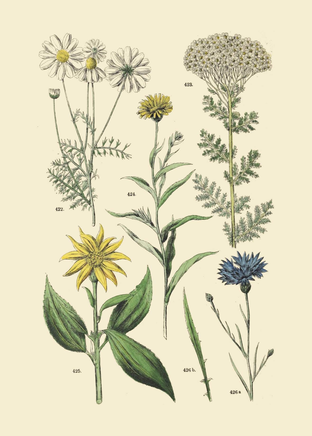 Vintage Botanical Prints | Woodland Plants by Ink Inc. | Wildflower Mushrooms Fern Trees Berries Wall Art | Set of 9 5"x7" Unframed