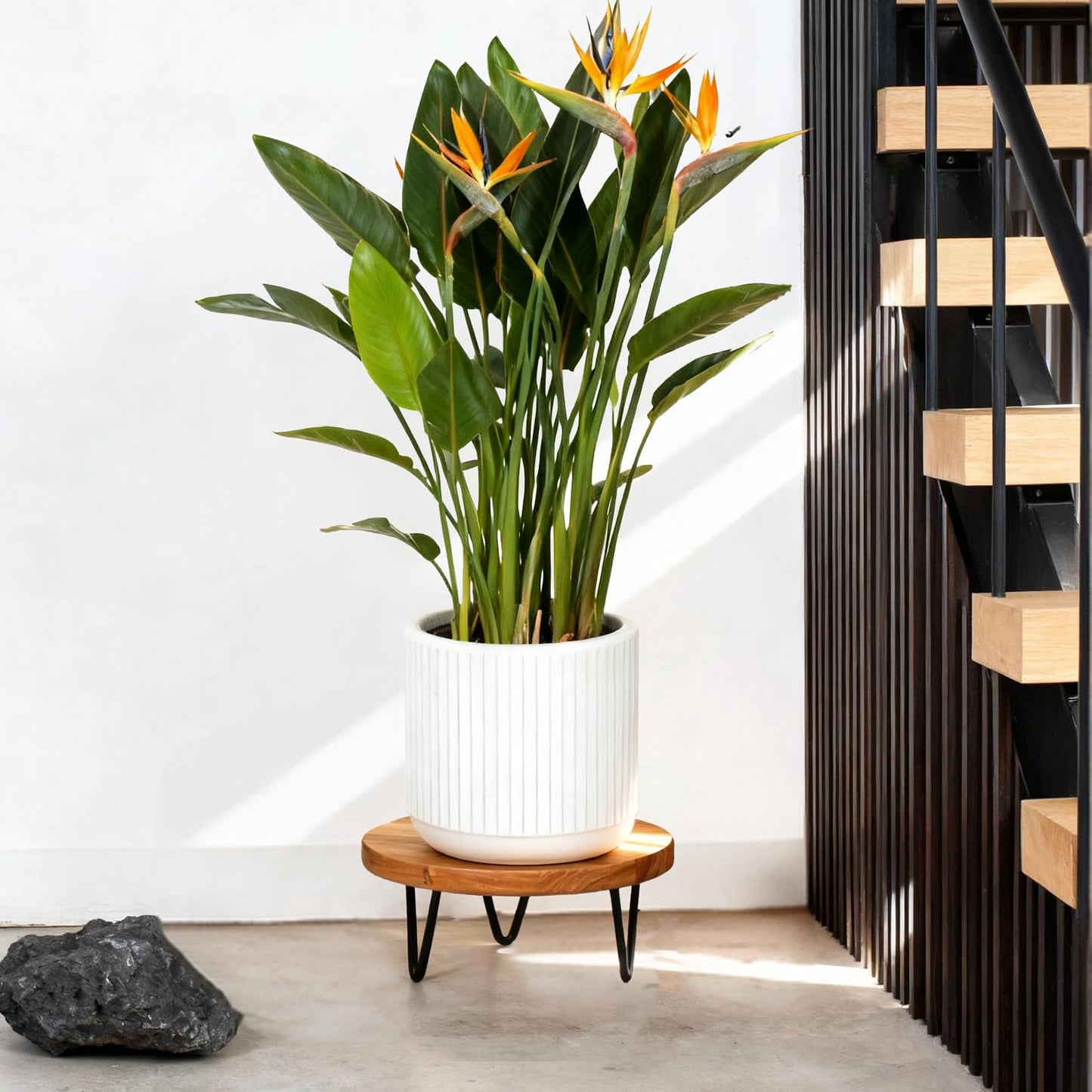 jubilander Wood Plant Stand, Wooden Round Plant Stand for Indoor Plants, Modern Plant Holder for Succulent Plant Nursery Pot Flower Pot (S+M+L)