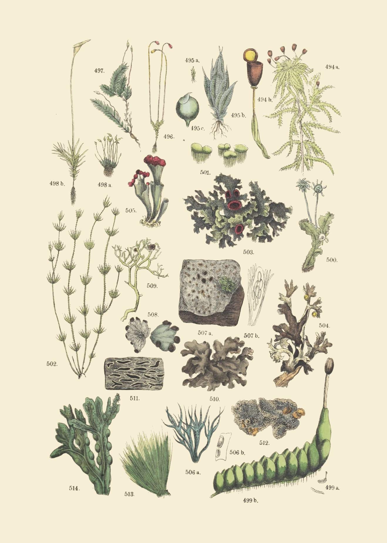 Vintage Botanical Prints | Woodland Plants by Ink Inc. | Wildflower Mushrooms Fern Trees Berries Wall Art | Set of 9 5"x7" Unframed