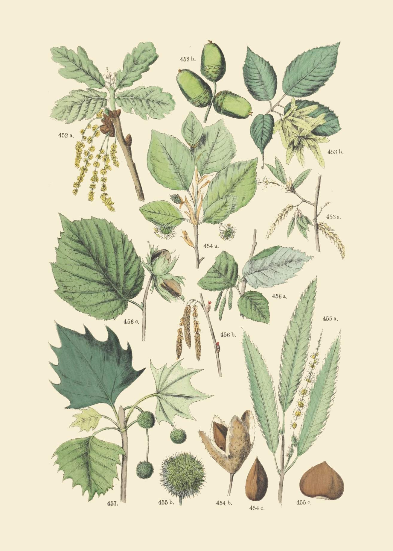 Vintage Botanical Prints | Woodland Plants by Ink Inc. | Wildflower Mushrooms Fern Trees Berries Wall Art | Set of 9 5"x7" Unframed