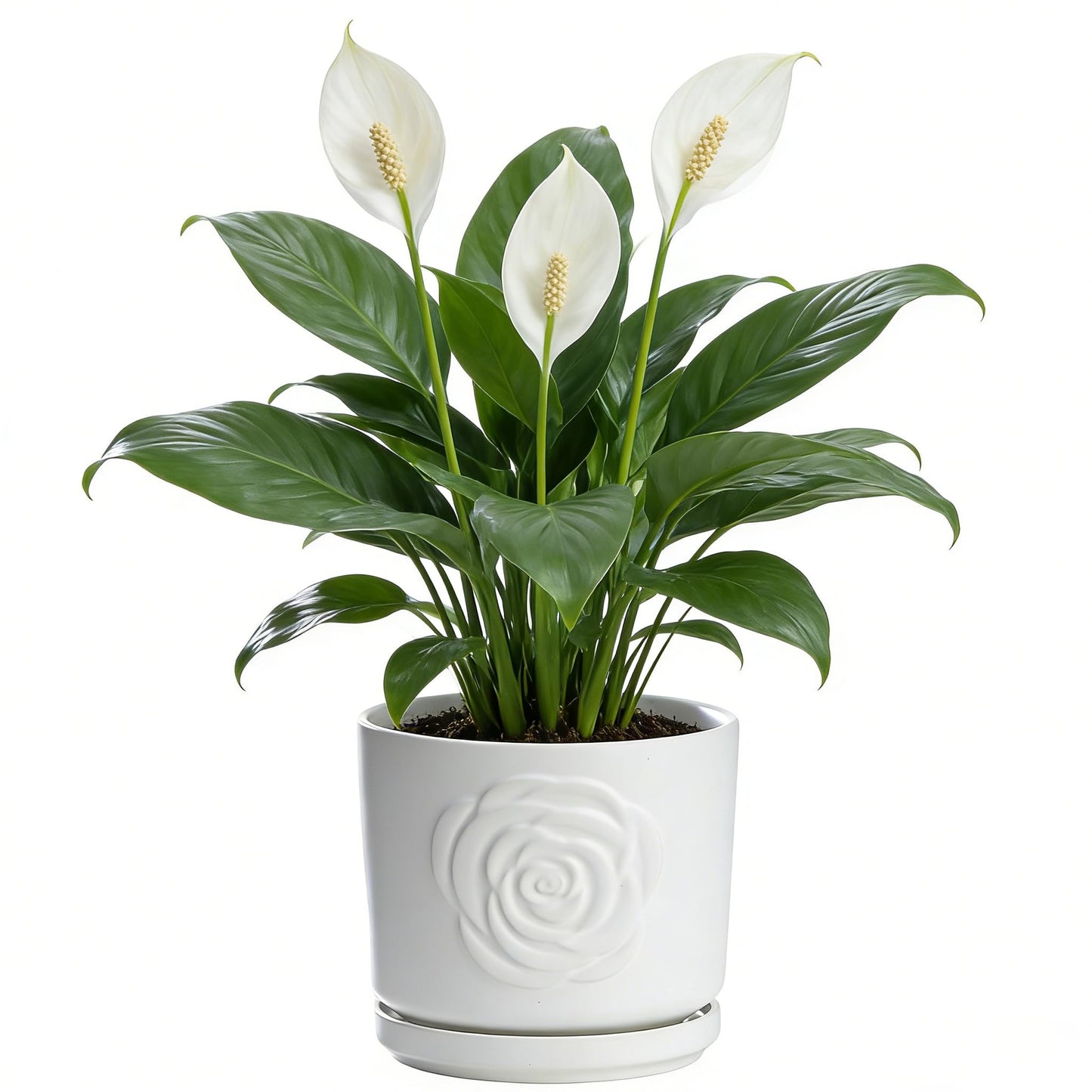 Ekirlin 7 Inch Indoor Plant Pots, White Ceramic Flower Planters, Modern Style Succulents Containers with Drain Hole & Saucer Tray, Weatherproof Pot for Decorate Home,Office & Outdoor (Rose Design)