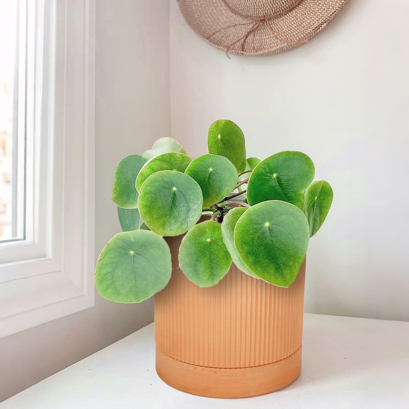 HERDUK Modern Terracotta Pots, 6 Inch Ribbed Textured Clay Planter Pots with Drainage Hole & Saucer, Garden Pots for Indoor/Ourdoor Plants, Succulent Cactus & Herb