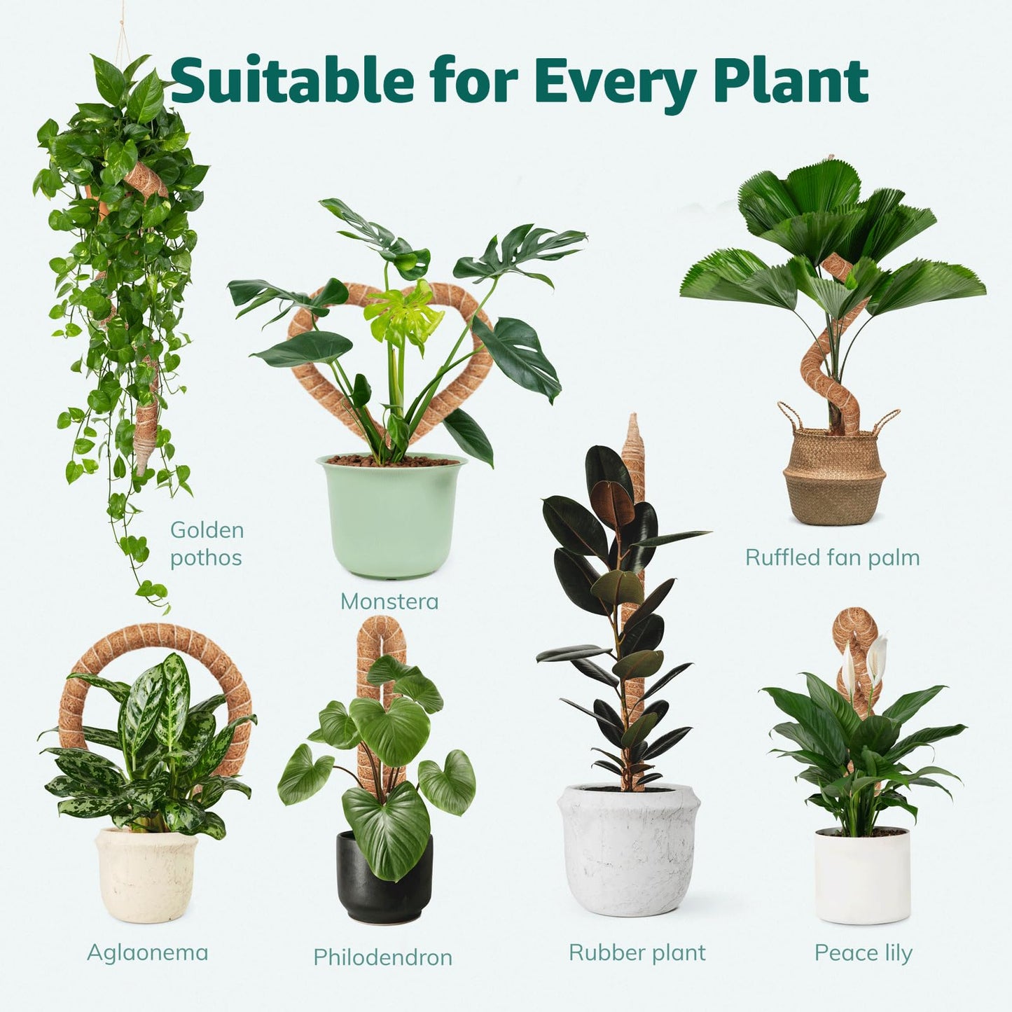 Vanut 2-Pack 60in Large Moss Pole for Monstera, Bendable & Sturdy Pothos Plant Climber Support, Philodendron, Fishbone Cactus & Indoor Tropical Houseplants, Made for Coco Coir