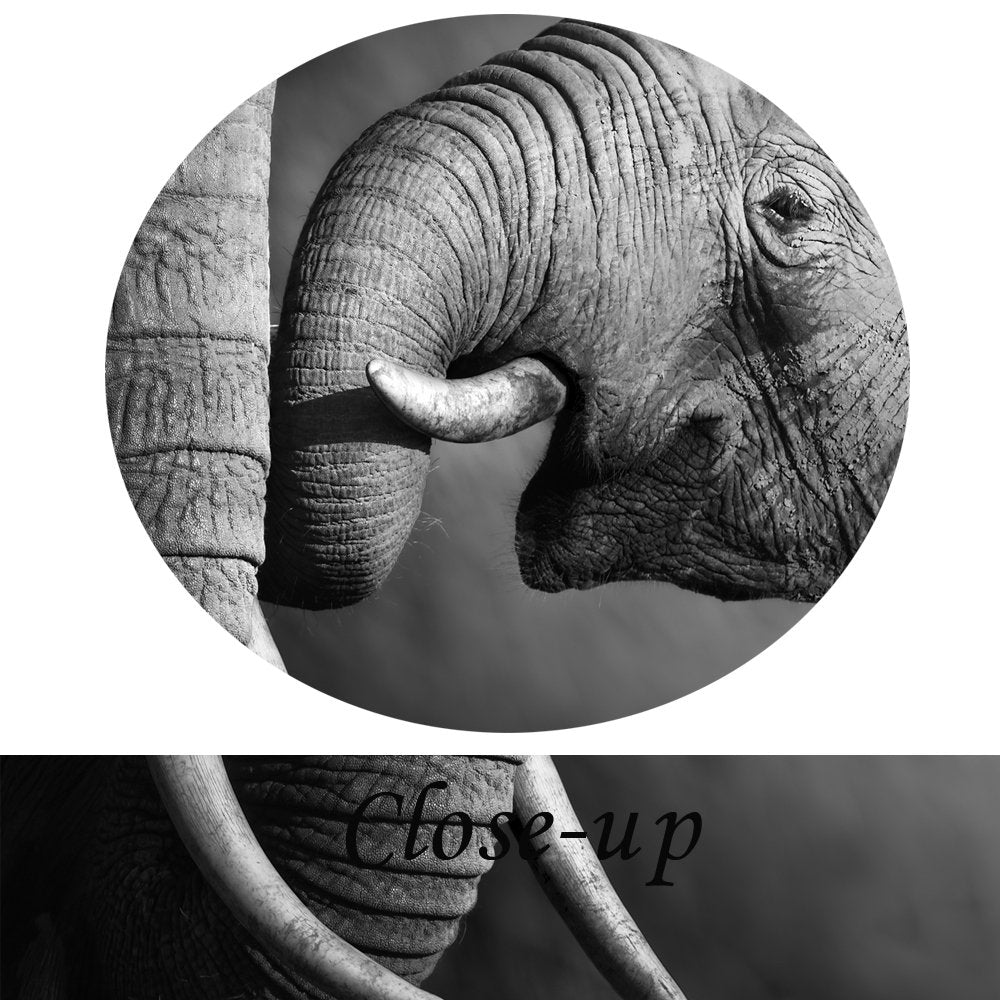 KREATIVE ARTS - Black and White Elephant Canvas Wall Art Decor Animal Painting Prints Artwork for Living Room Office Decor Giclee Canvas Prints Ready to Hang 12x16inchx3pcs/set