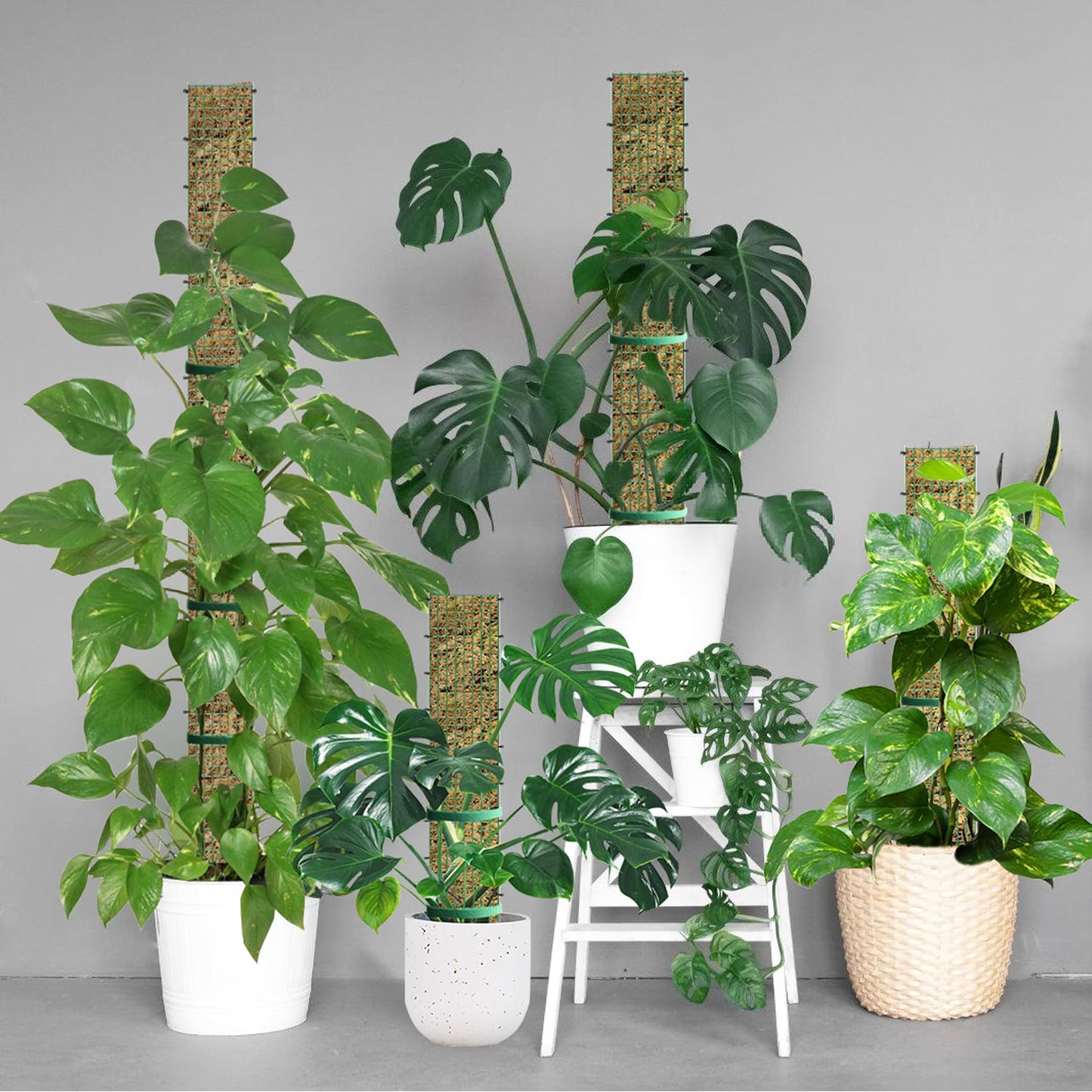 60"/40"/24" Metal Moss Pole, D Shape Sphagnum Moss Pole, Moss Poles for Climbing Plants, Monstera, Indoor Climbing Plants (6Pcs 24")
