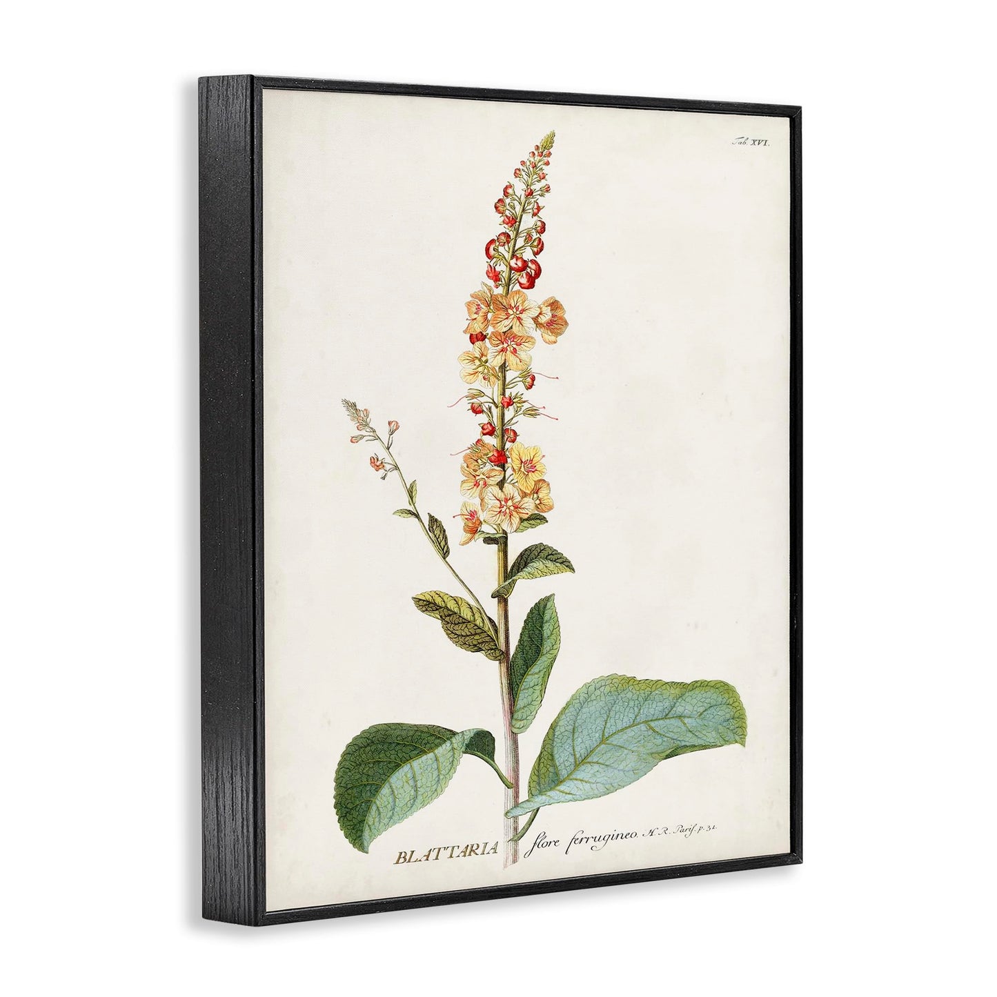Stupell Industries 'Scientific Botanical Plant', Framed Giclee Art, Black, 11 x 14 Inches, Easy to Hang and Sturdy, Made in USA, by Unknown Artist