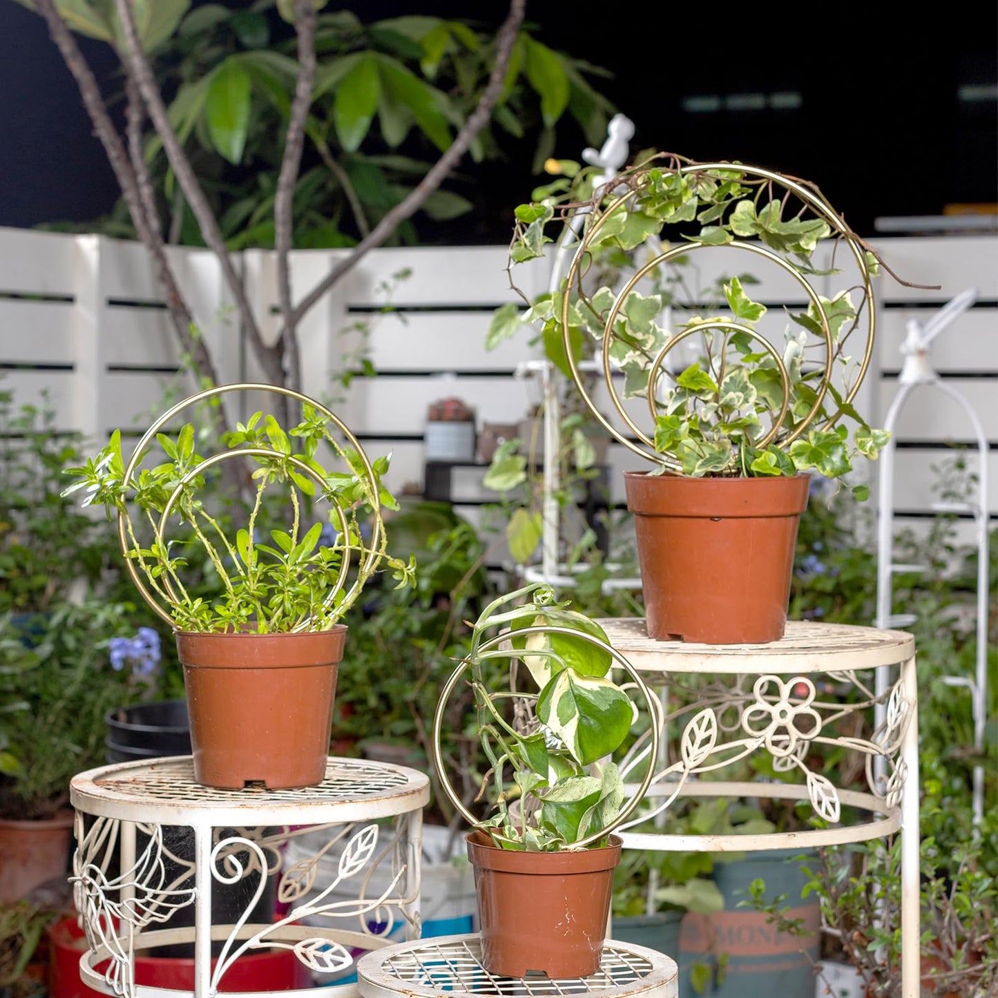 Mirthdino Hoya Trellis- Metal Plant Trellis Indoor 3-Pack for Climbing Plants - Gold Small Garden Trellis for Ivy and Flowers - Unique Patterns - Outdoor Potted Plant Support