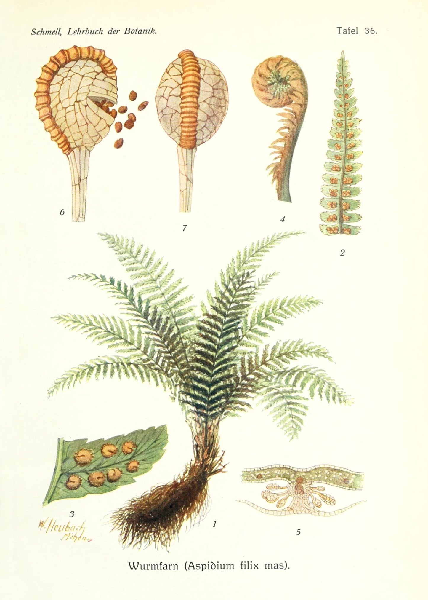 Ink Inc. Botanical Prints Wall Art Woodland Plants - Fern Wildflower Mushroom - Set of 9 5x7- Unframed