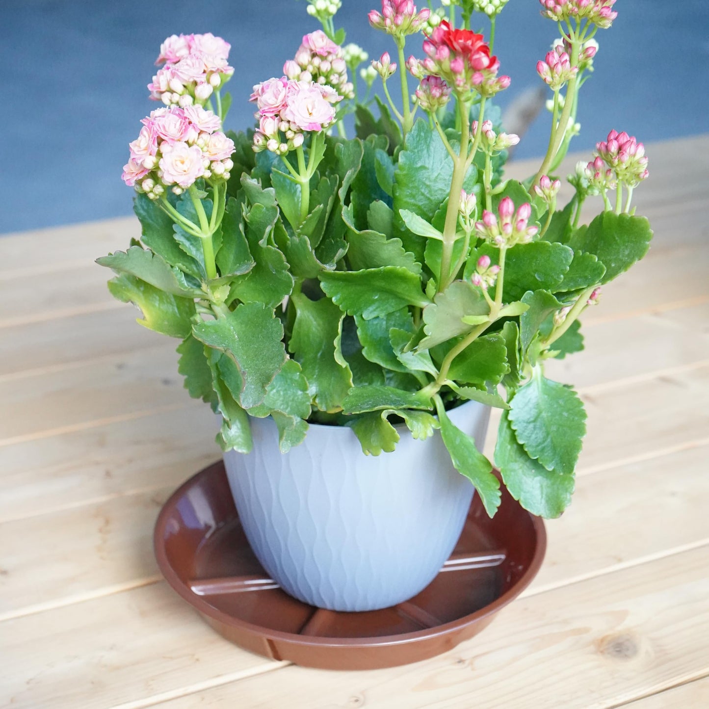 MSKIAUO Plant Saucer Pot Tray 8 inch, 6 Packs Flower Planter Saucers, Heavy Drainage Tray for Indoors No Holes, Plastic Plant Saucers Water Catcher for Pots Base, Chocolate