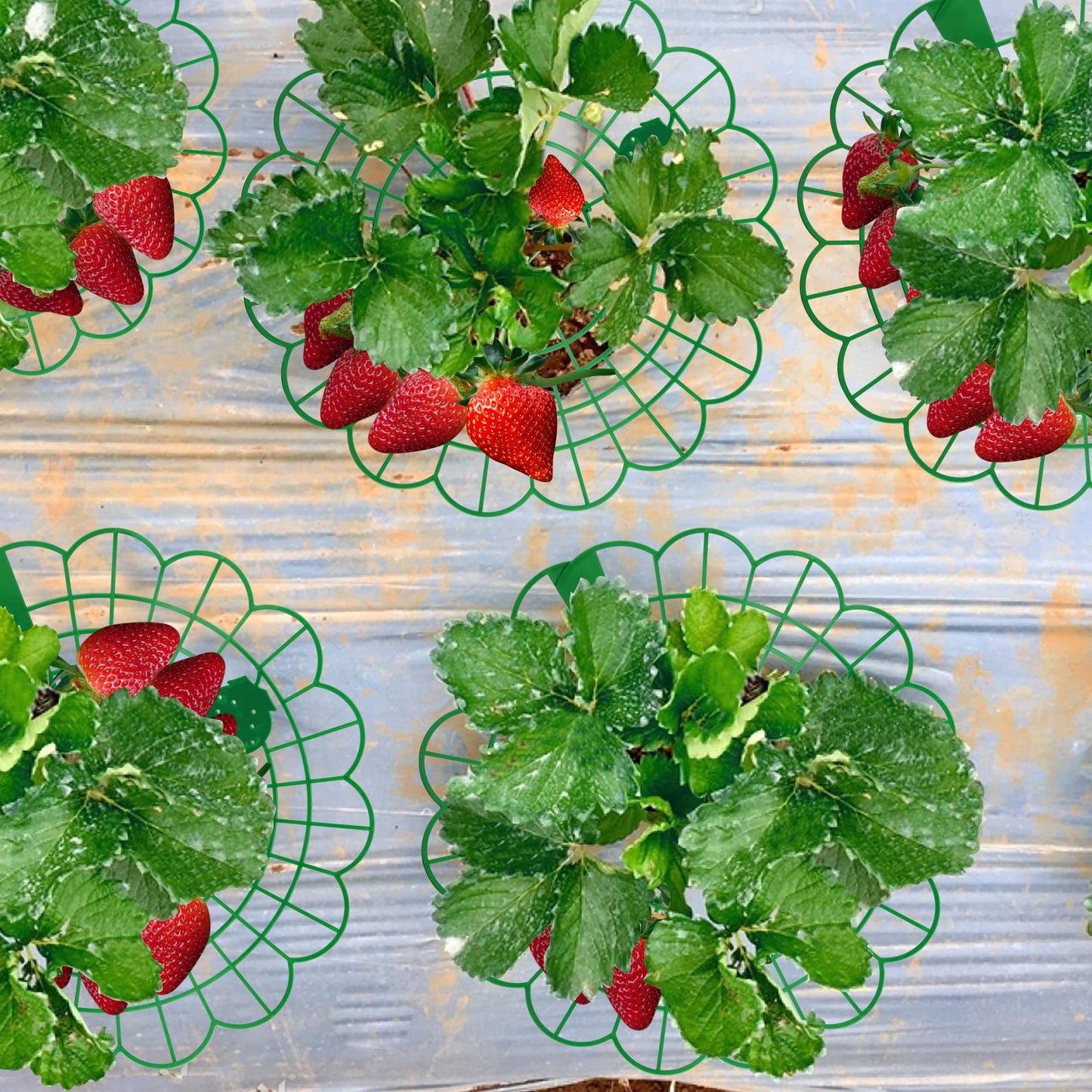 Iceyyyy 15 Pack Strawberry Plant Stand Supports-Strawberry Plant Support Stand Rack with 4 Support Feets-Growing Frame Holder Cage to Keep Berries Clean and Prevent Rot