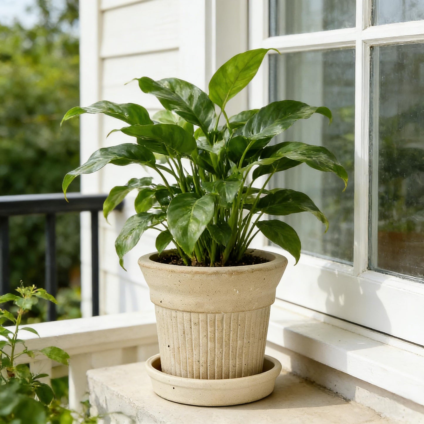 SHIMOST 8 Inch Clay Planter with Saucer Unglazed White Terracotta Pot with Drainage Hole Rustic Weather-Resistant Plant Pot for Indoor Outdoor Use Ideal for Home Office Patio Garden