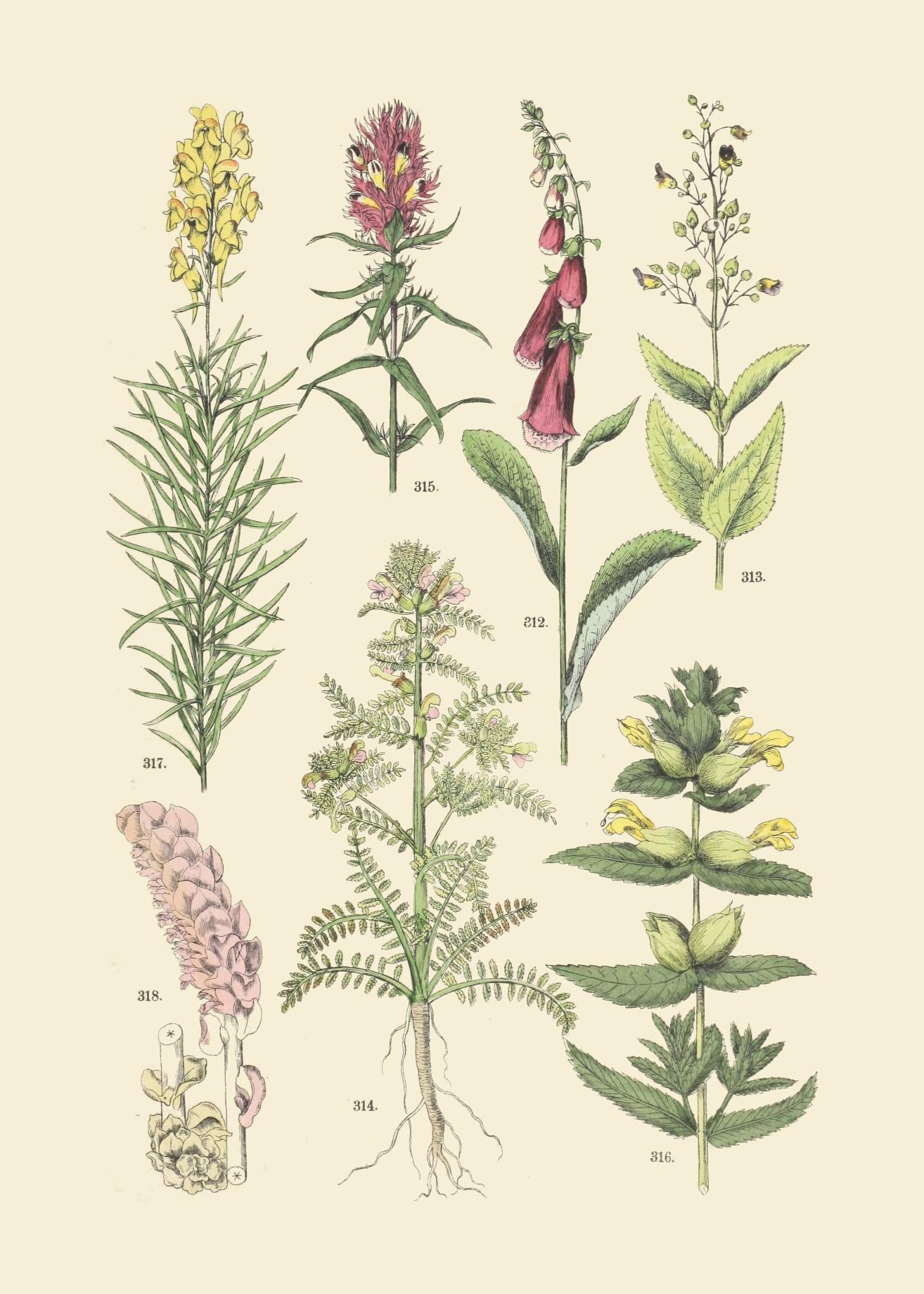 Vintage Botanical Prints | Woodland Plants by Ink Inc. | Wildflower Mushrooms Fern Trees Berries Wall Art | Set of 9 5"x7" Unframed