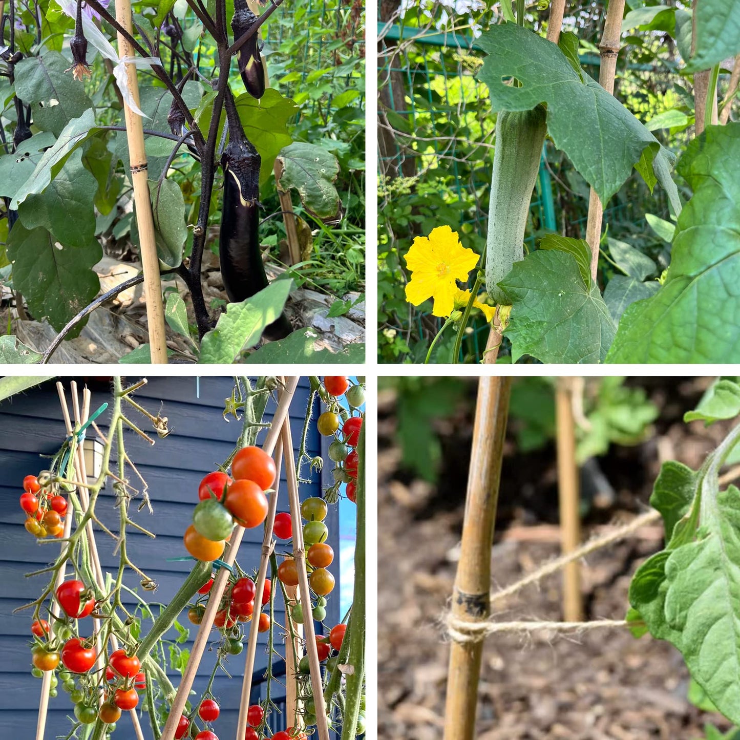 Cambaverd Bamboo Stakes for Plants, Natural Bamboo Plants Stakes 5 Feet, Garden Stakes for Climbing Plants Tomatoes, Beans, Potted Plants - 20Pcs Bamboo Poles (58in, Approx 5FT)