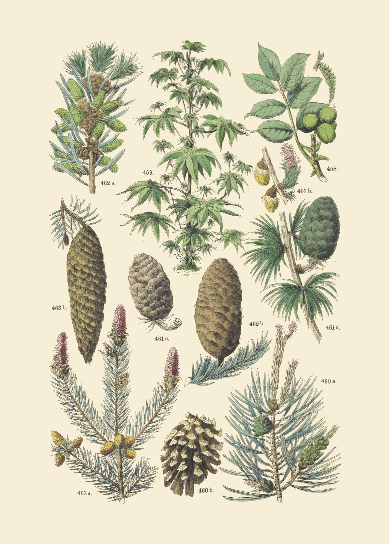 Vintage Botanical Prints | Woodland Plants by Ink Inc. | Wildflower Mushrooms Fern Trees Berries Wall Art | Set of 9 5"x7" Unframed