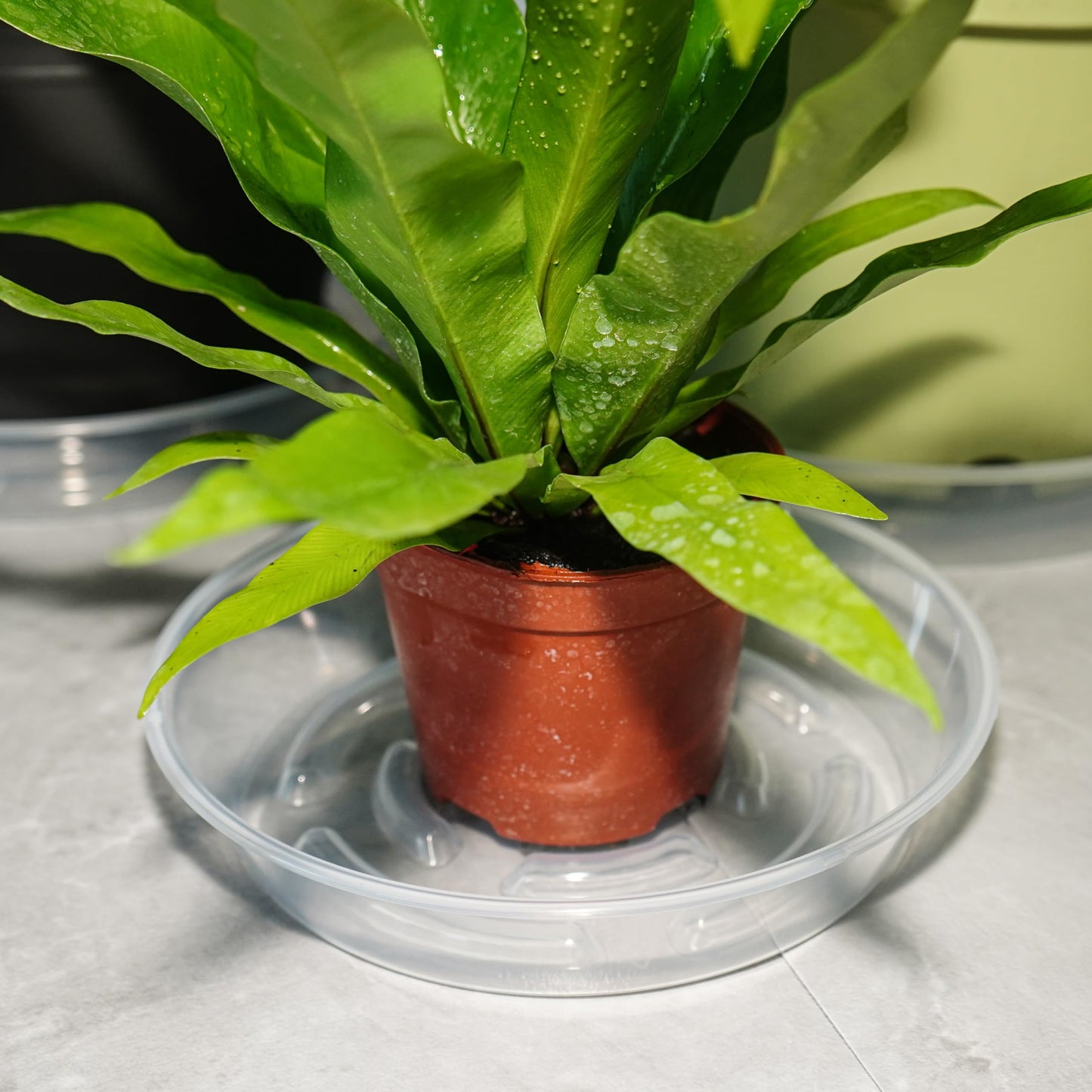 MSKIAUO 20 Packs Plant Saucer Pot Tray, 6 8 10 12 inch Clear Flower Planter Saucers and Drip Trays, Plastic Flower Planter Saucers for Indoors Outdoors, Heavy Durable Plant Plate Water Catcher