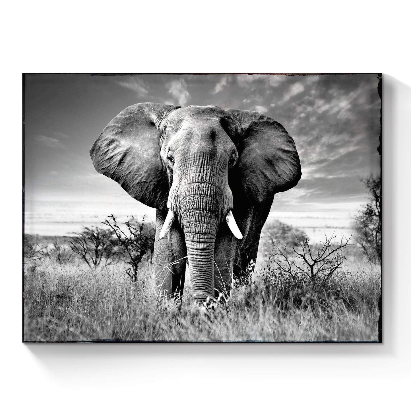 SunFlax Wild Elephant Canvas Wall Art: African Animals Picture Safari Landscape Painting Modern Artwork Black and White Print for Living Room Bedroom Bathroom Ready to Hang