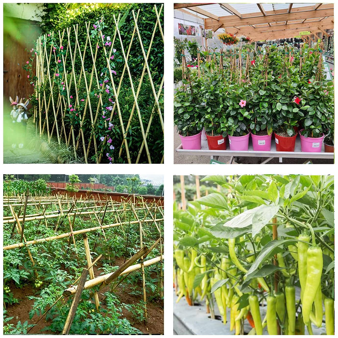 Cambaverd Bamboo Garden Stakes 3 Feet Plant Stakes for Roma Tomatoes Sunflowers Beans Potted and Climbing Plants - Pack of 25 Bamboo Sticks