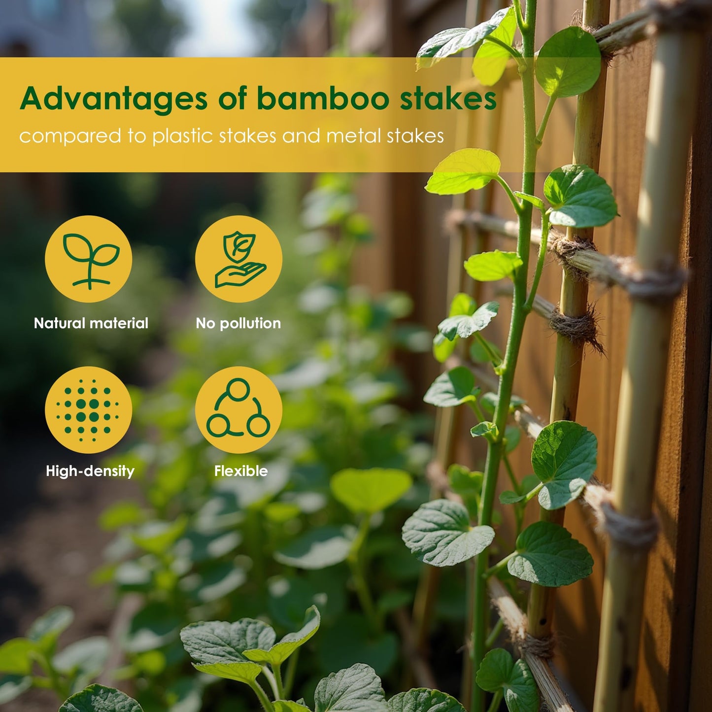 Cambaverd Bamboo Garden Stakes 3 Feet Plant Stakes for Roma Tomatoes Sunflowers Beans Potted and Climbing Plants - Pack of 25 Bamboo Sticks