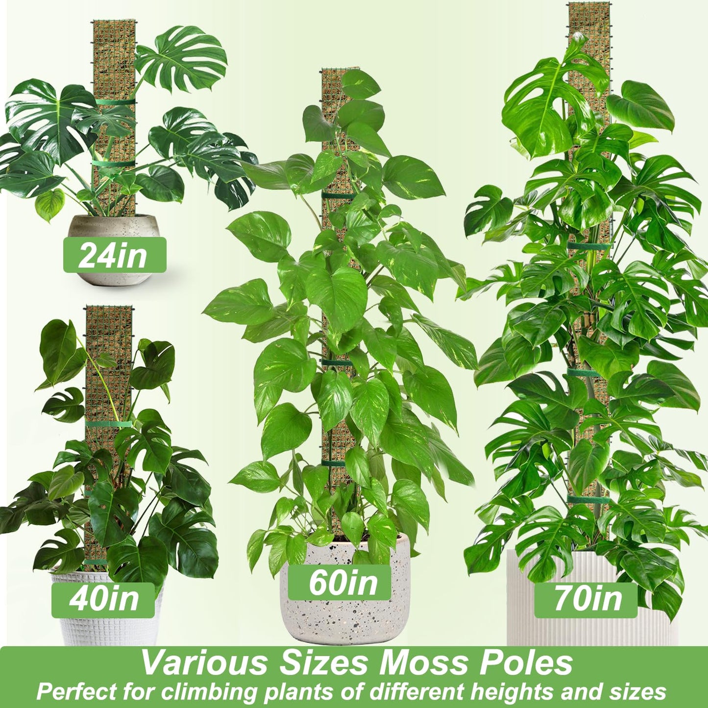 70" Metal Moss Pole, D Shape Sphagnum Moss Pole, Moss Poles for Climbing Plants, Monstera, Indoor Climbing Plants (2Pcs 70")