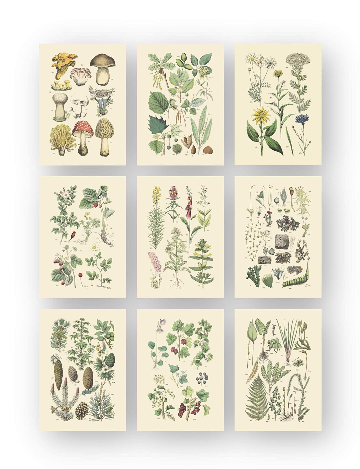 Vintage Botanical Prints | Woodland Plants by Ink Inc. | Wildflower Mushrooms Fern Trees Berries Wall Art | Set of 9 5"x7" Unframed