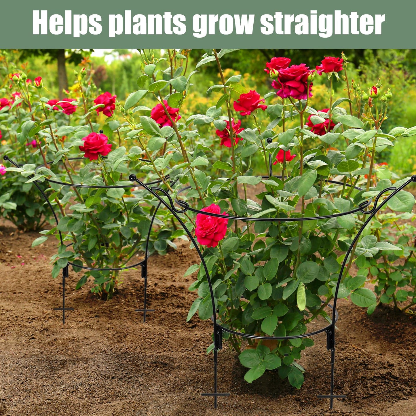 VICAMB 2 Pack Large Peony Cages and Supports,23.2" H X 13.4" D Metal Peony Support Rings,Tall Plant Support Garden Stakes for Outdoor Plants and Other Flopping Flowers