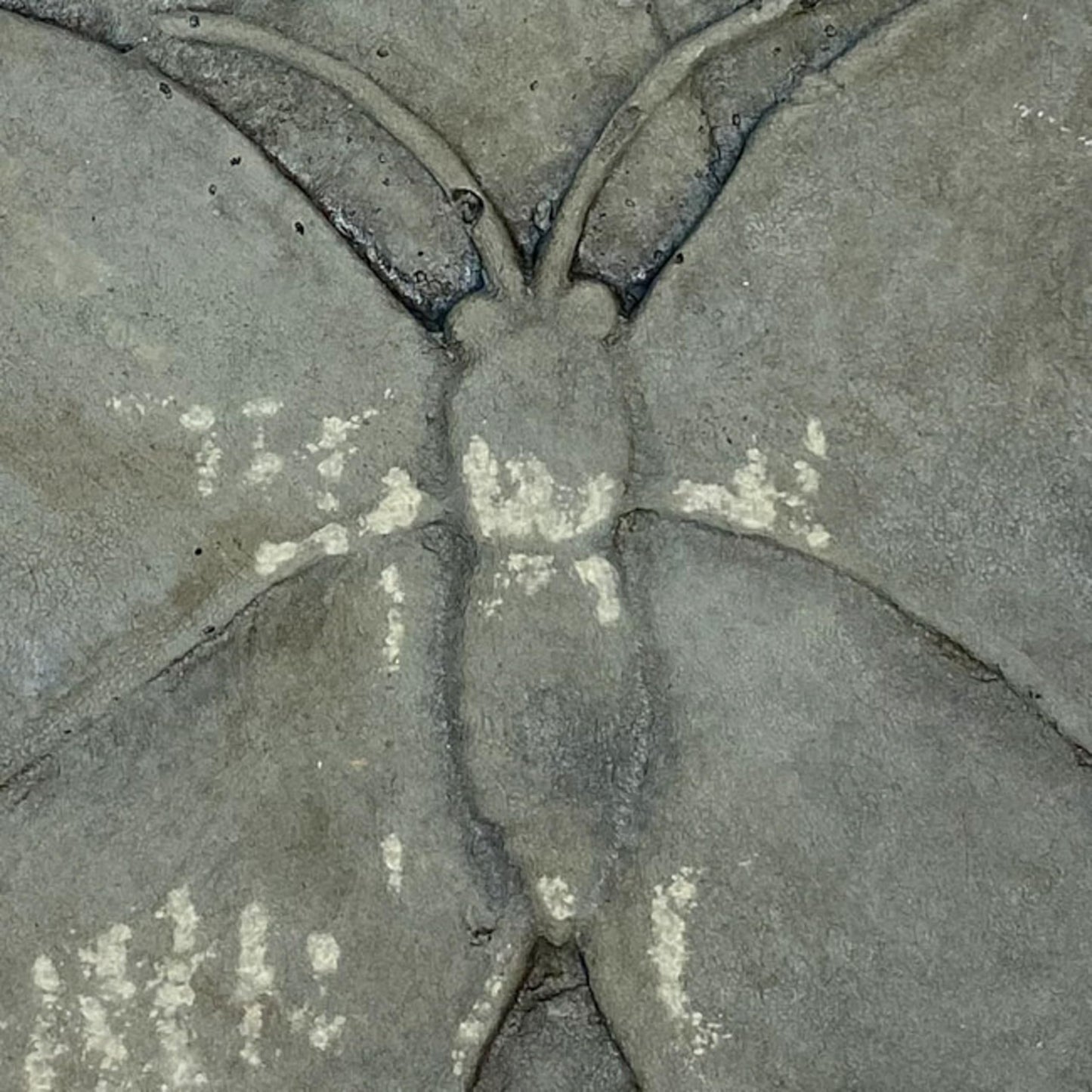 BestNest Athens Butterfly Stepping Stones, Cypress – Pack of 2 Square Concrete Garden Path Stones with Raised Butterfly Design, Gray & Green Hues, Durable Outdoor Landscaping Decor, 12" x 12"