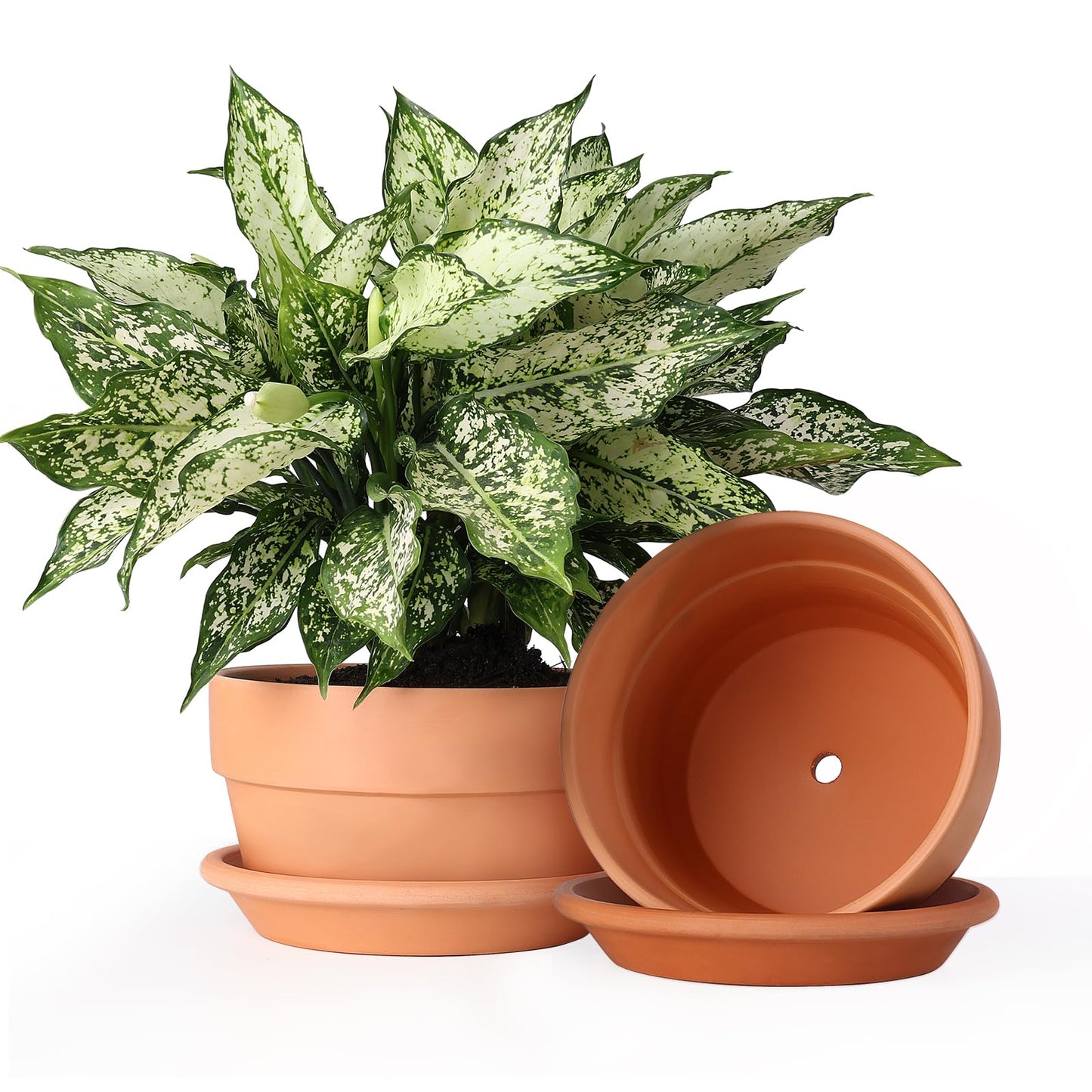 INGOFIN 8 Inch Terracotta Shallow Pots Set with Saucer - Ceramic Clay Pots with Drainage Hole, Terra Cotta Pot for Plants for Indoor Outdoor Plants, Set of 2