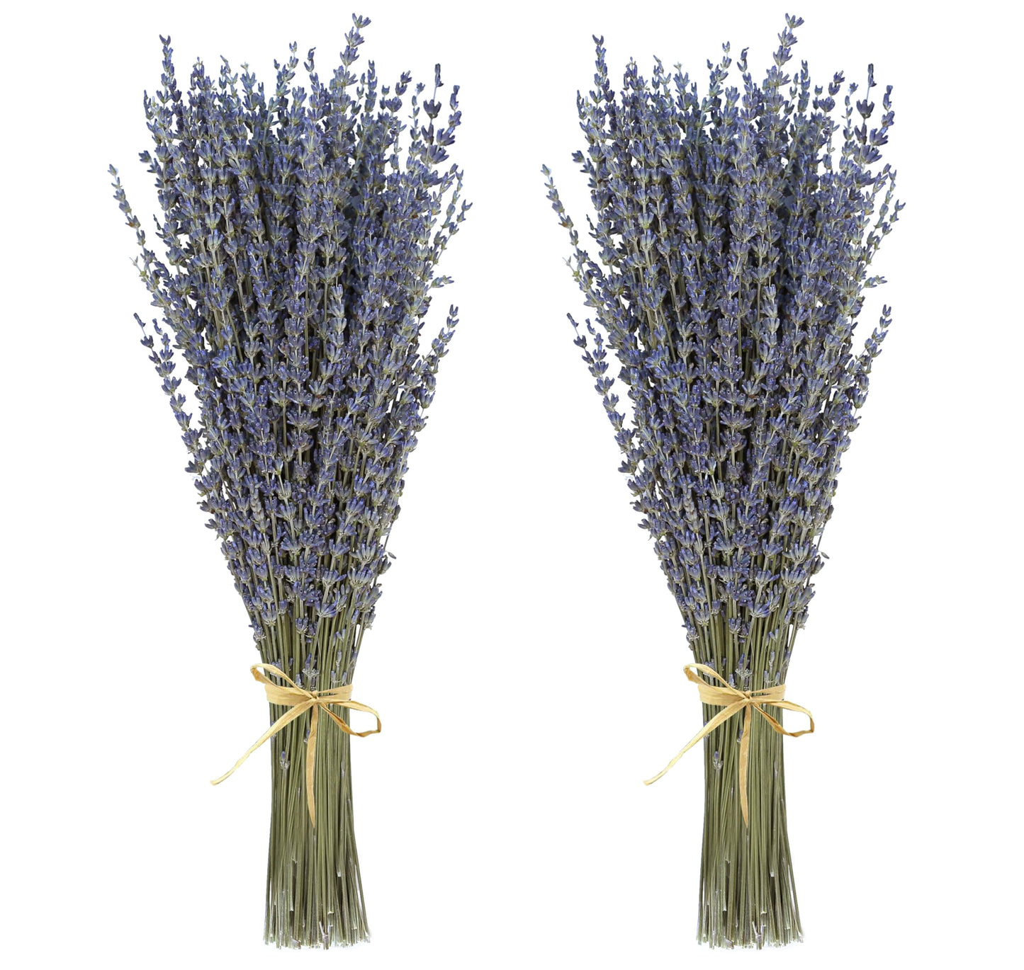 Dried Lavender 2 Bunches 100% Fresh Natural Purple Bouquet Flowers for Bathroom Photo Props Crafts Decoration, 15-17" for Shower Weeding Vase Decor, Home Fragrance(200-220 Stems(100g/3.5oz Total))