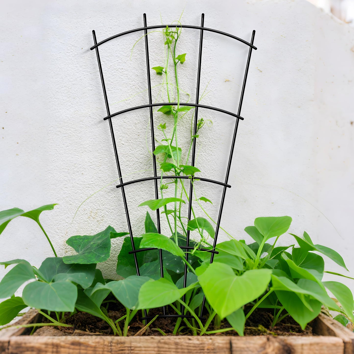 Thealyn 4 Pack 32" Metal Plant Trellis for Pots & Garden Beds, Rustproof Support for Indoor Outdoor Climbing Plants, Vines, Flowers, Fan Shaped, Black