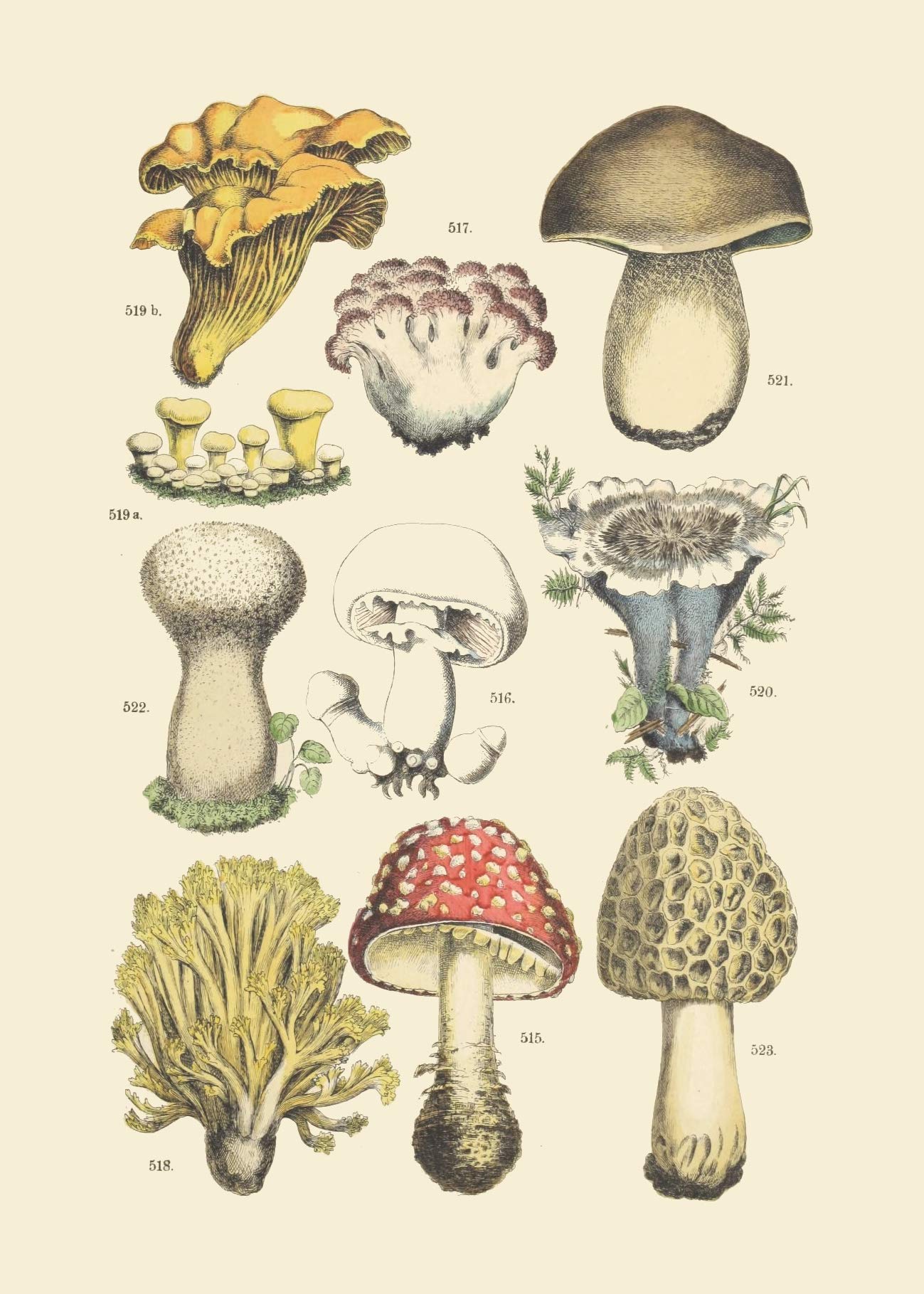 Vintage Botanical Prints | Woodland Plants by Ink Inc. | Wildflower Mushrooms Fern Trees Berries Wall Art | Set of 9 5"x7" Unframed